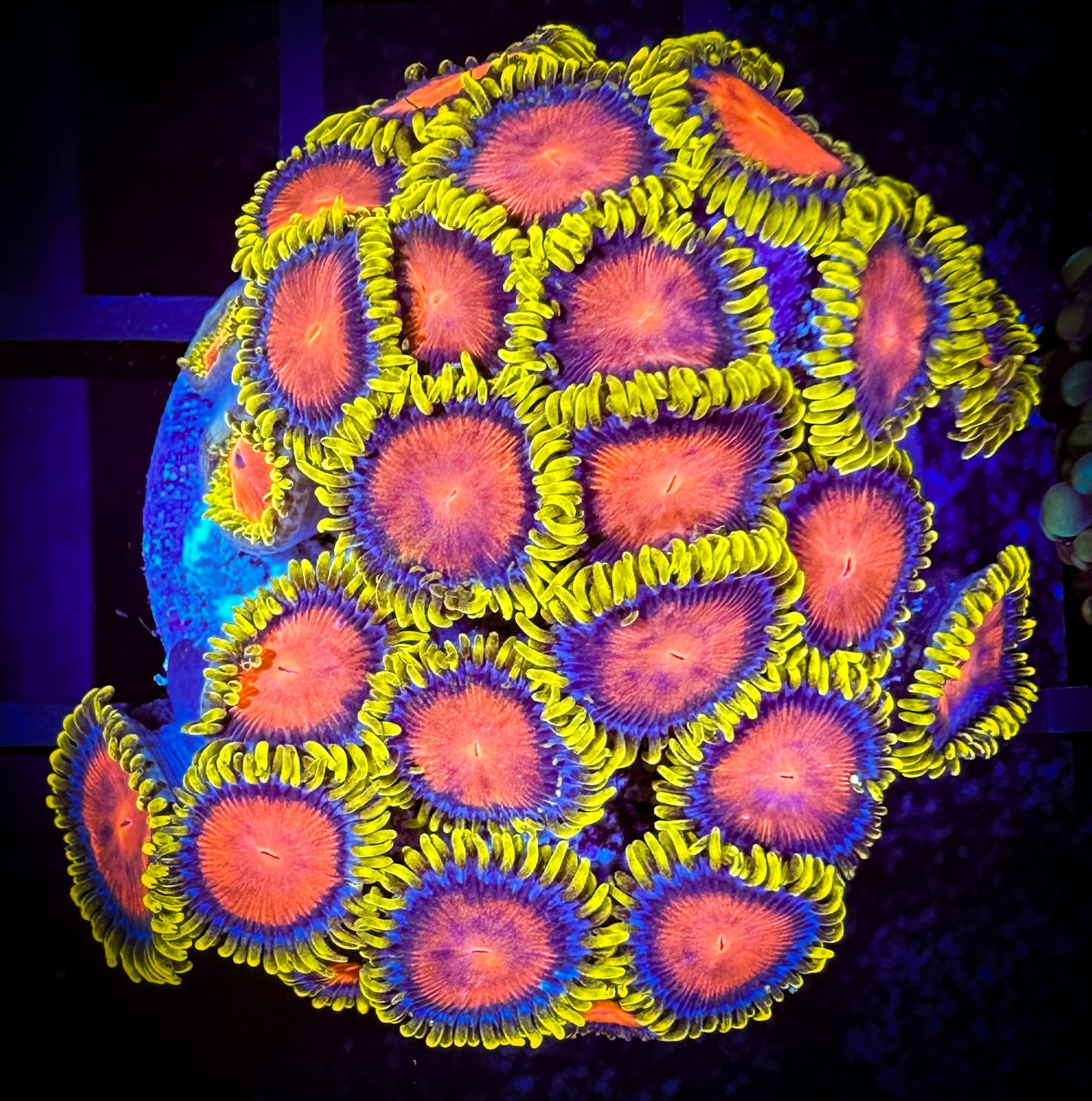 WYSIWYG Dragon Eye Zoanthids Mini Colony 08D4