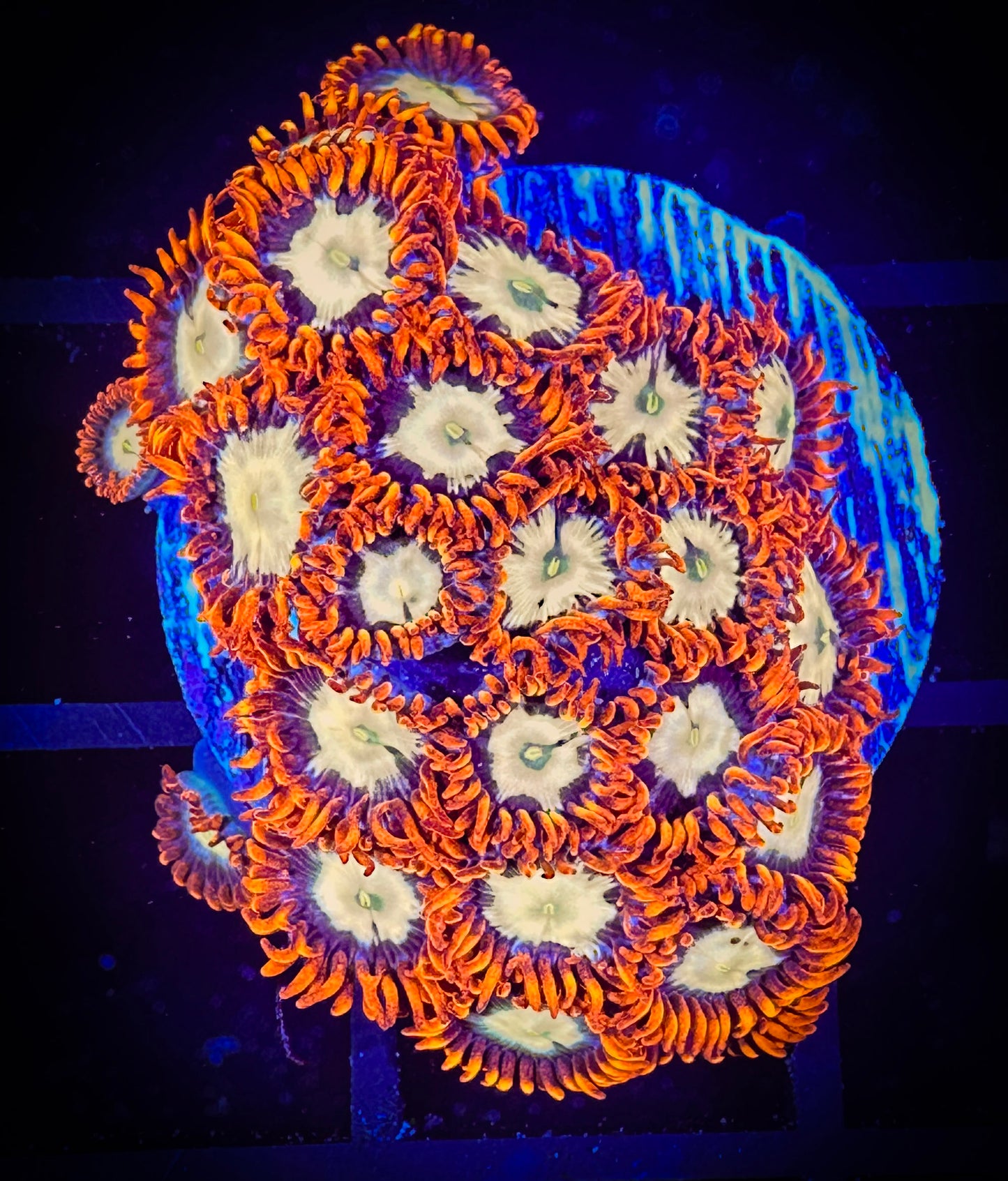 Firestorm Zoanthids