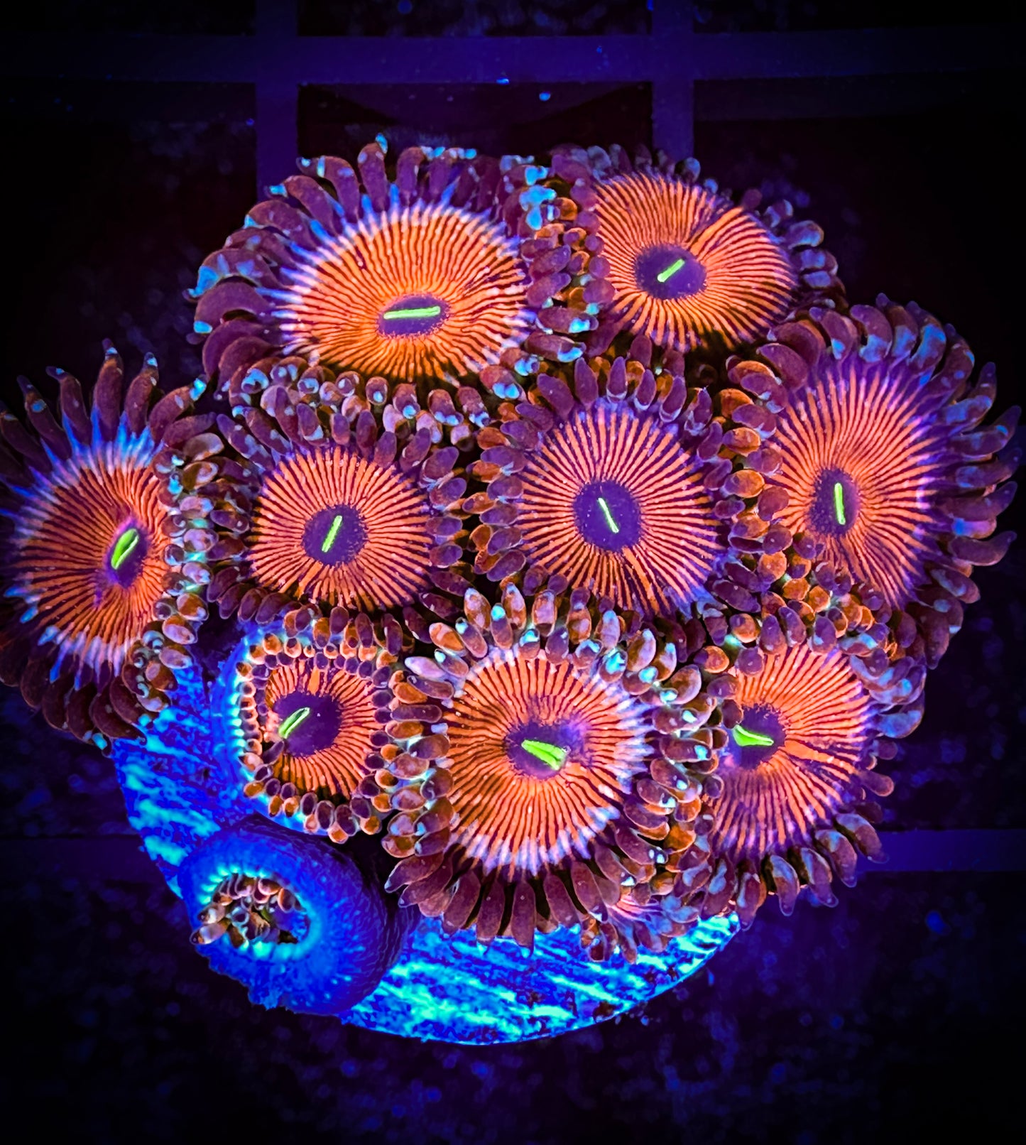 WYSIWYG GC Spicy Red Agave Zoanthids Large Frag 08E1