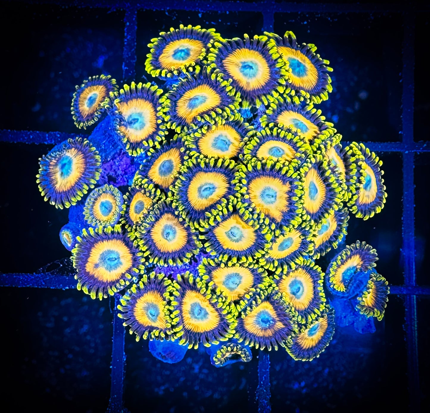WYSIWYG Scrambled Eggs Zoanthids Large Frag 08E2