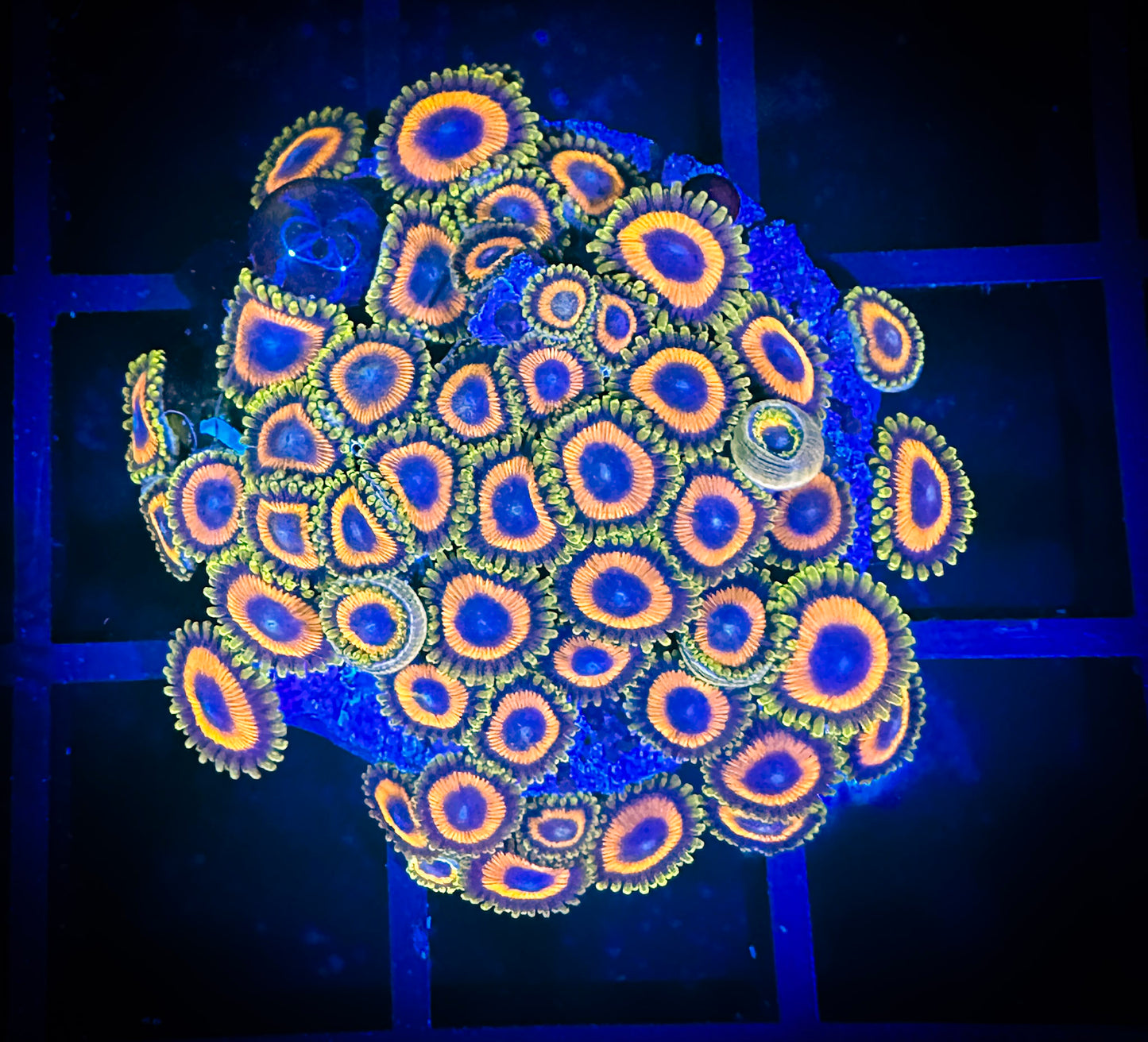 WYSIWYG JF Jungle Juice Zoanthids Mini Colony 04D4