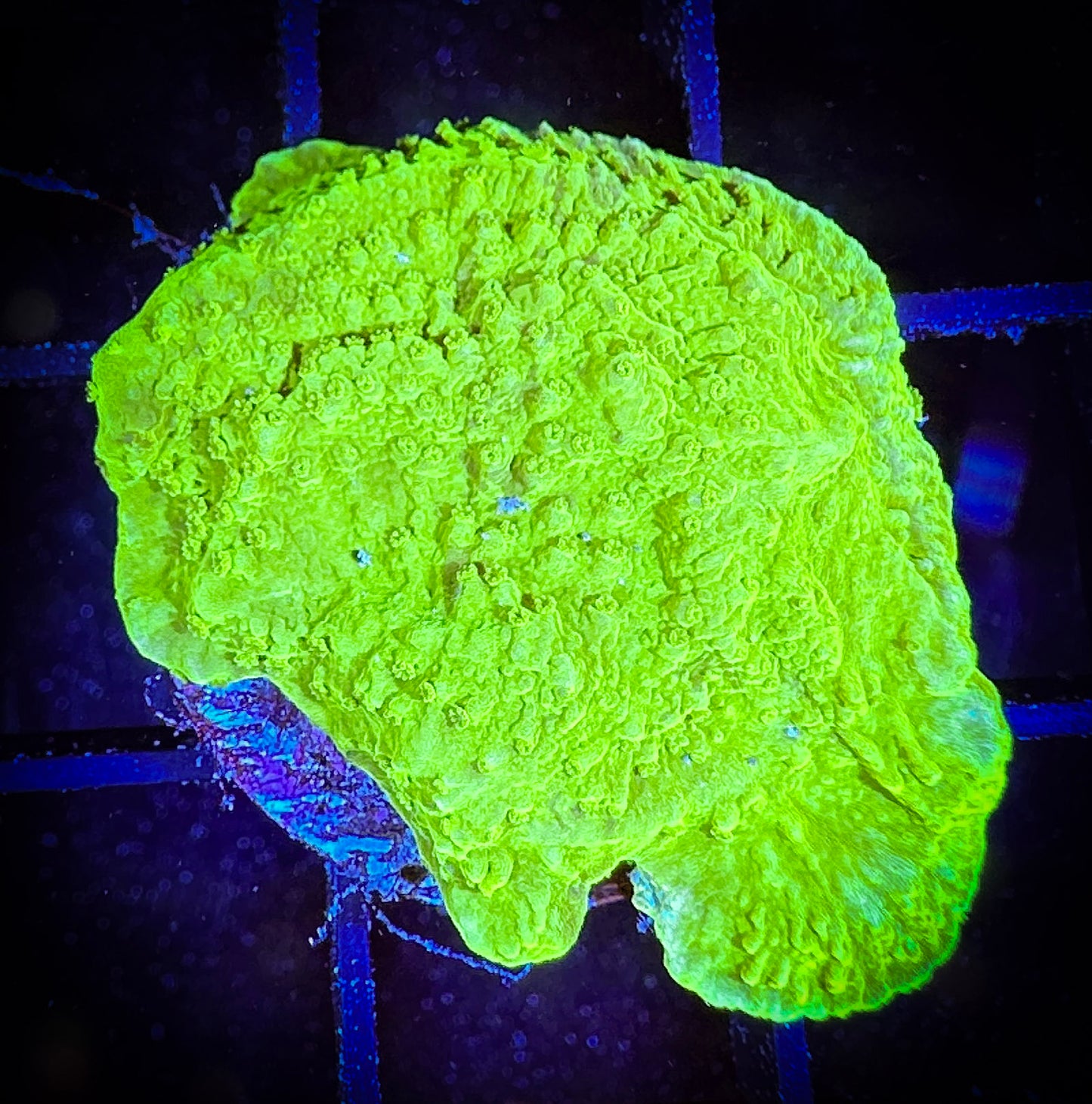 WYSIWYG Green Apple Monticap 08E3