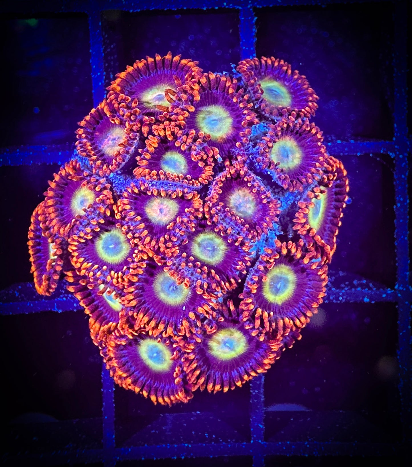 WYSIWYG Circus Zoanthids Mini Colony 08E4