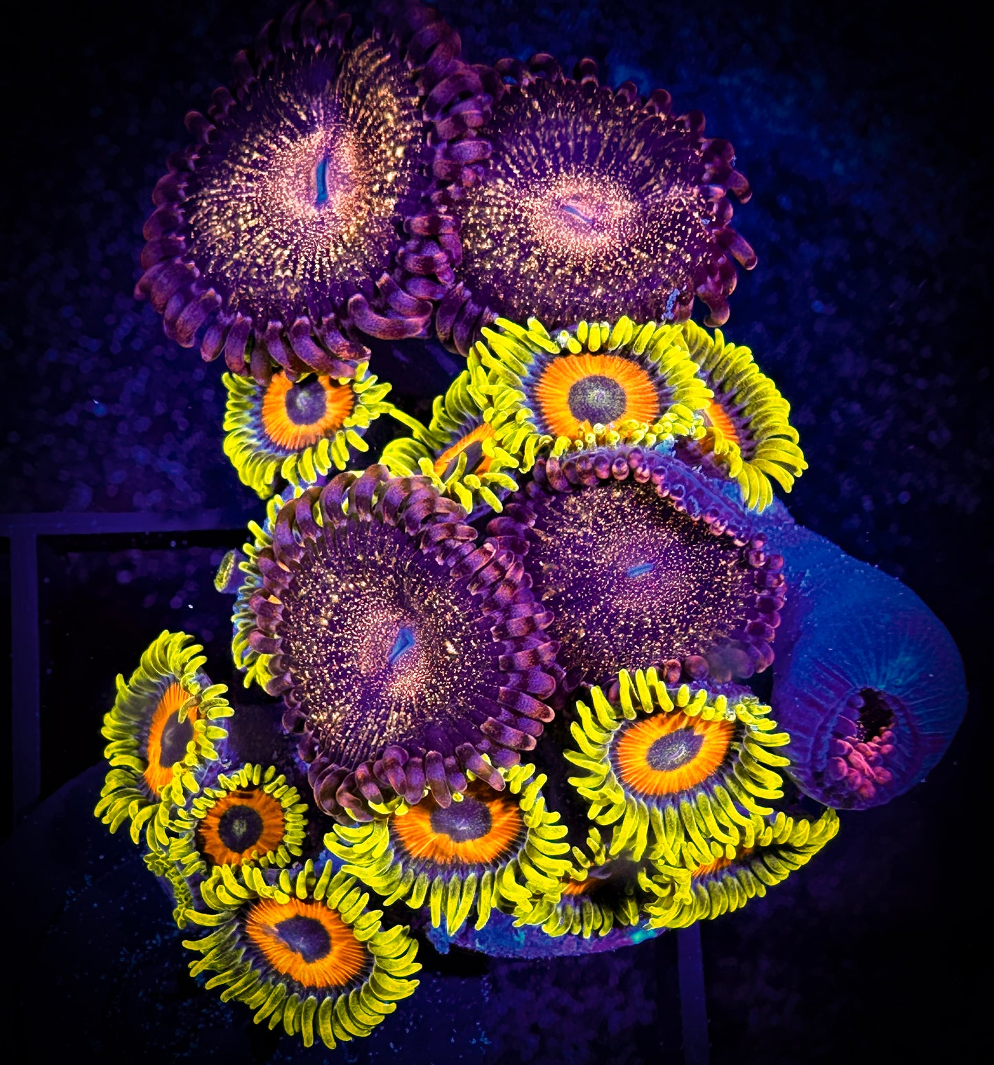 WYSIWYG Super Sunflowers with a Pandora Combo 03D2