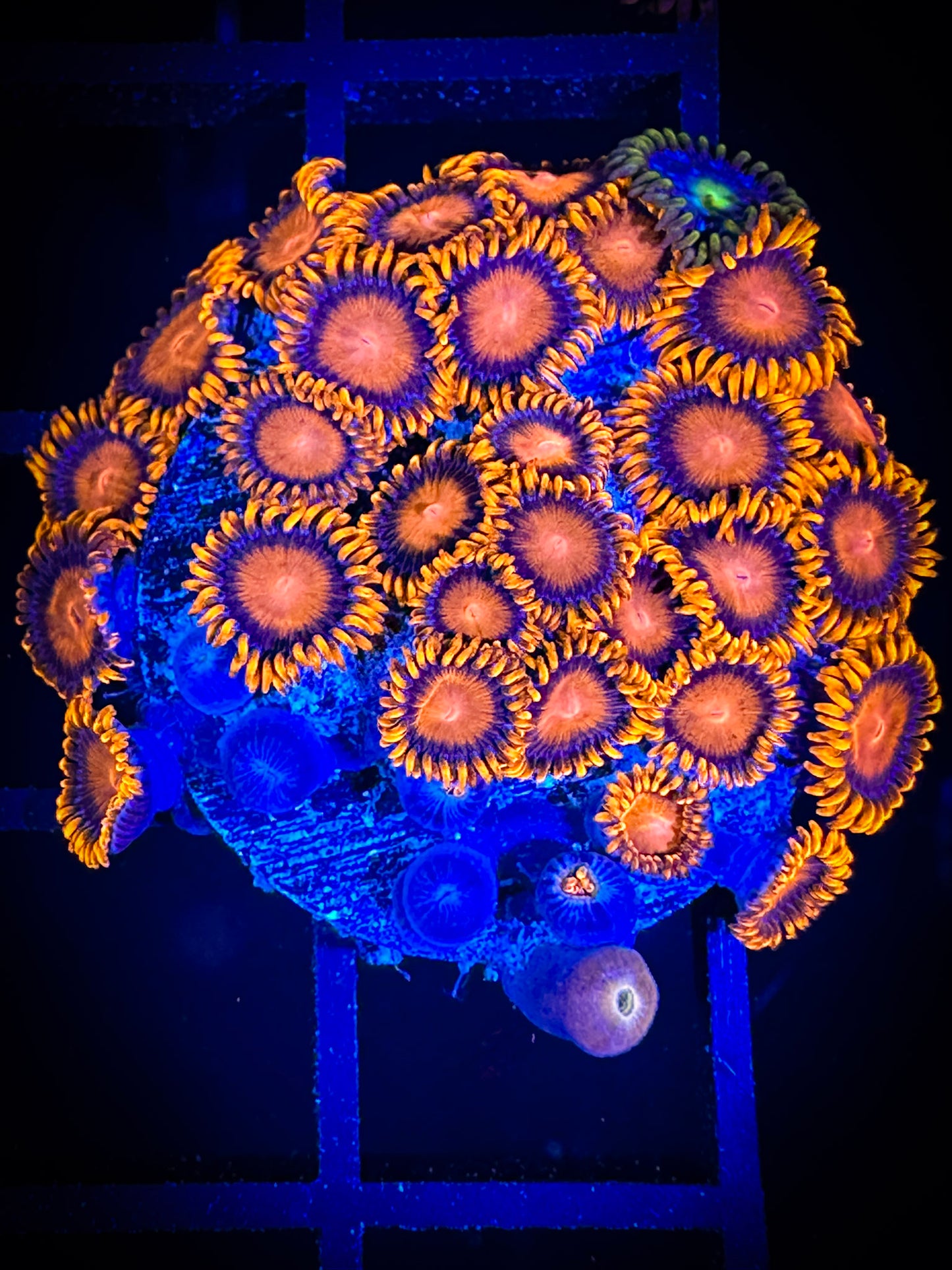 WYSIWYG Bam Bams Zoanthids Large Frag 08F2