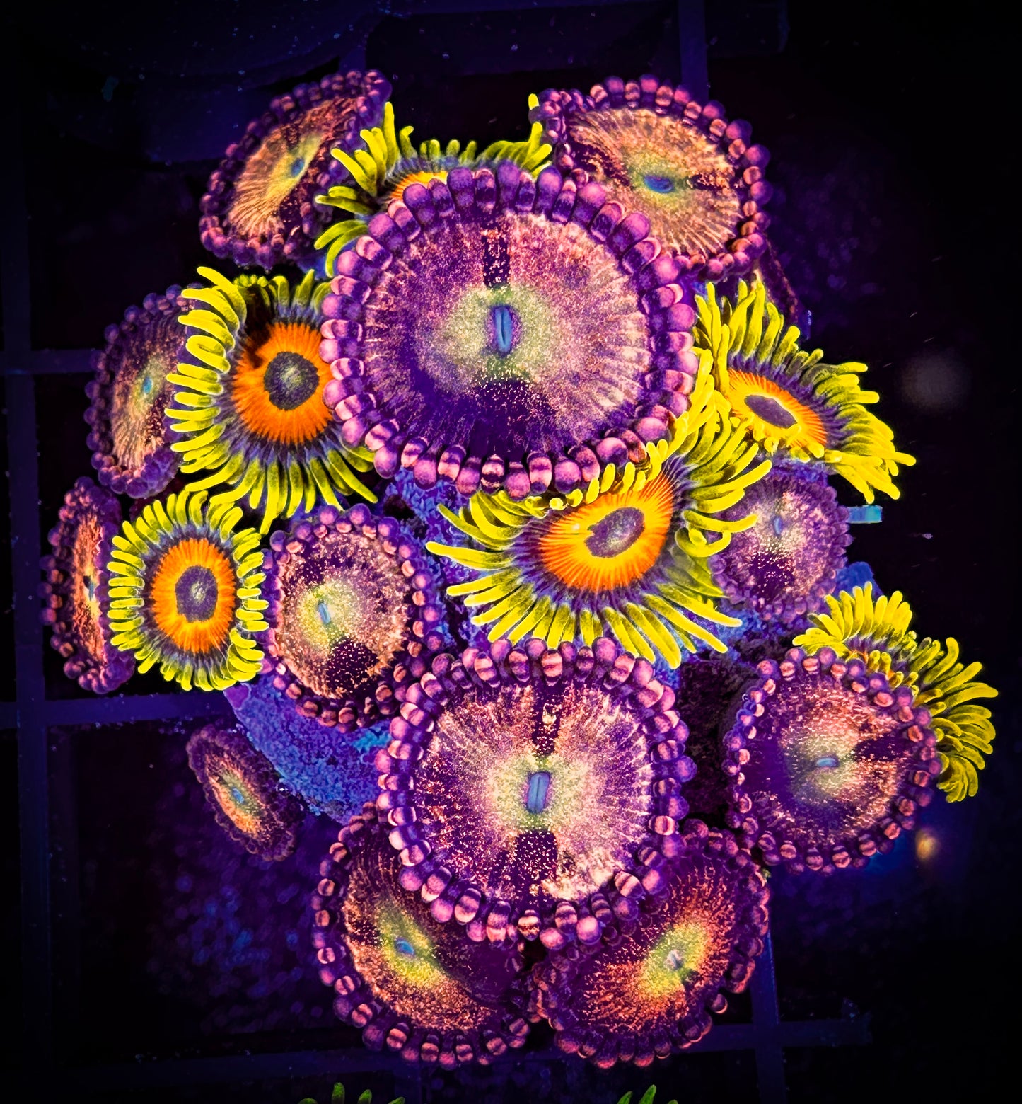 WYSIWYG Super Sunflowers with a Alien Antivenom Combo 03F1