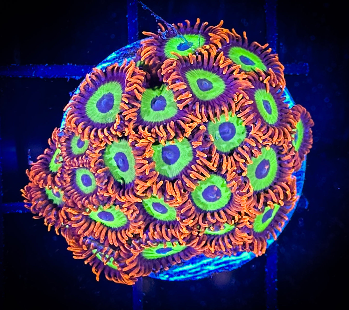 WYSIWYG Emeralds on Fire Zoanthids Mini Colony 08F2