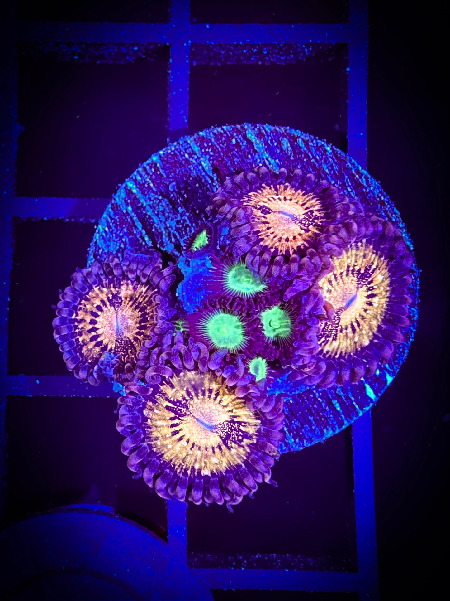 WYSIWYG Mean Greens and WWC Pandora Zoanthids 03C2