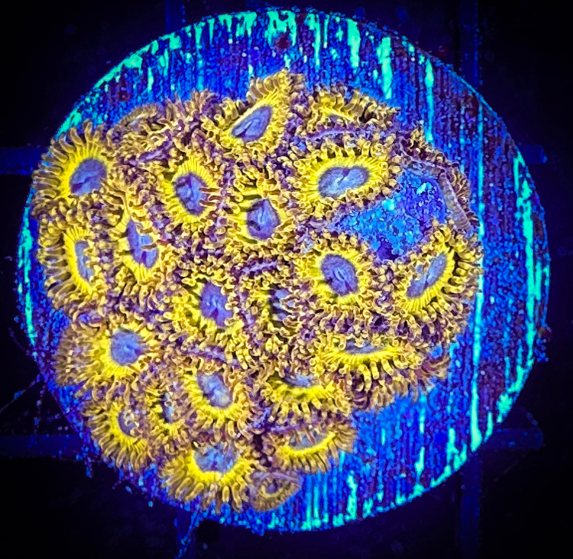 WYSIWYG Pikachu Zoanthids 08F3