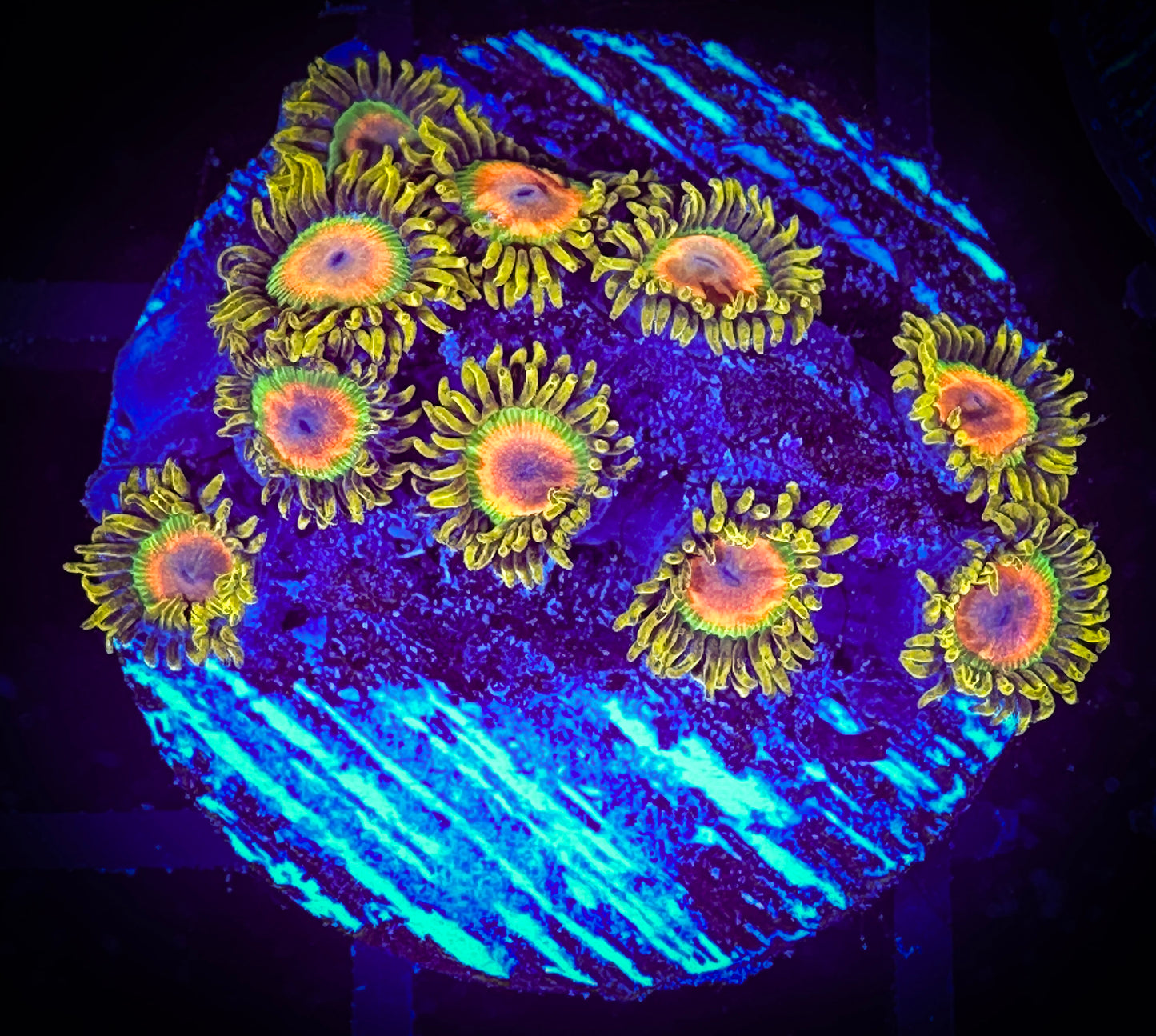 WYSIWYG Rastas Zoanthids Frag 08F3