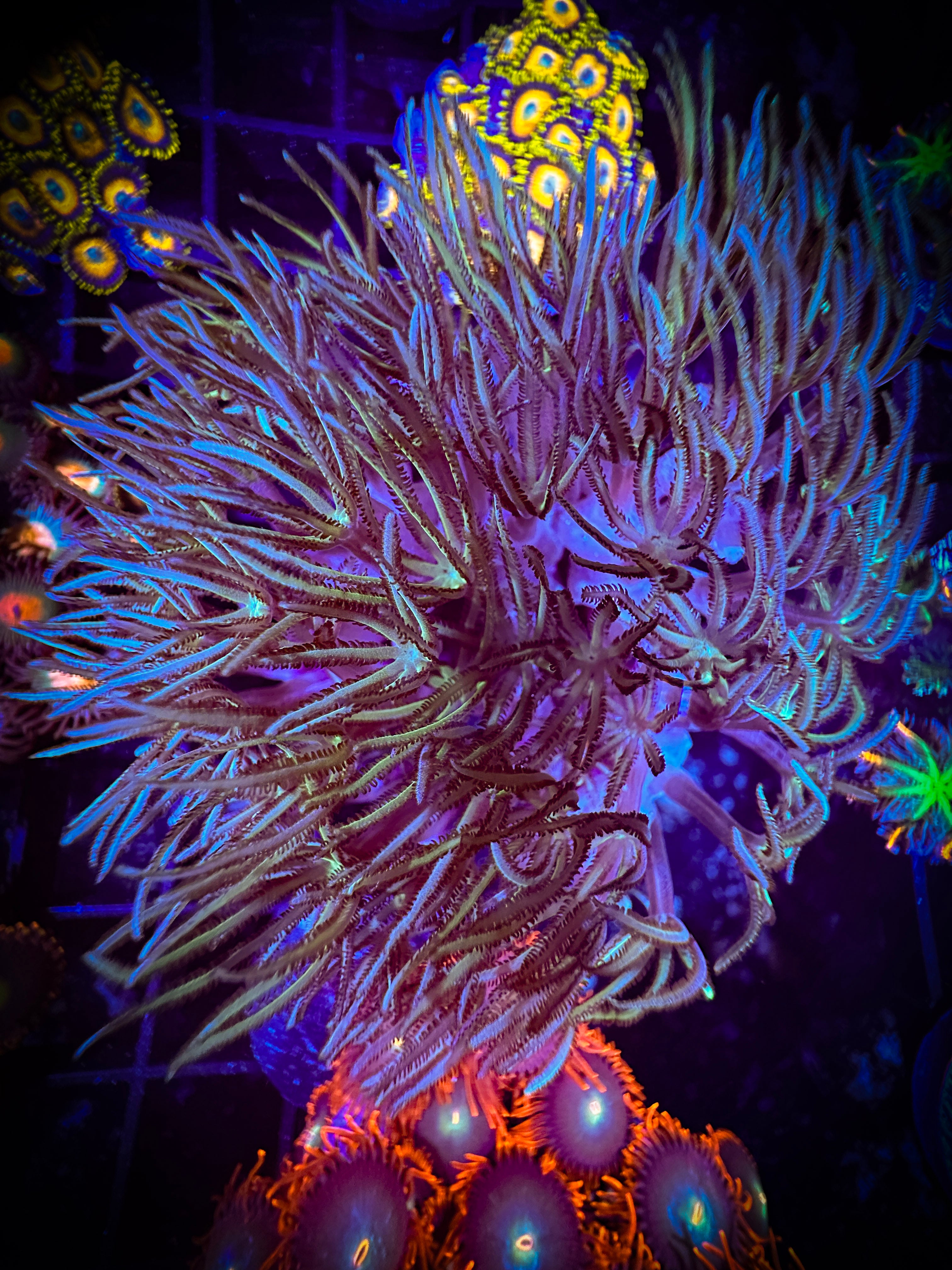 Minty Green Pipe Organ Coral