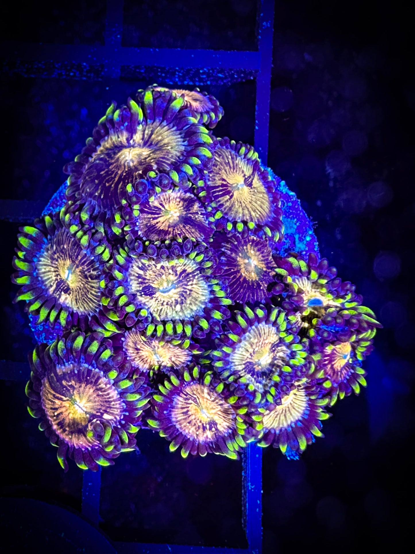 WYSIWYG Nirvanas Zoanthids Large Frag 08F3