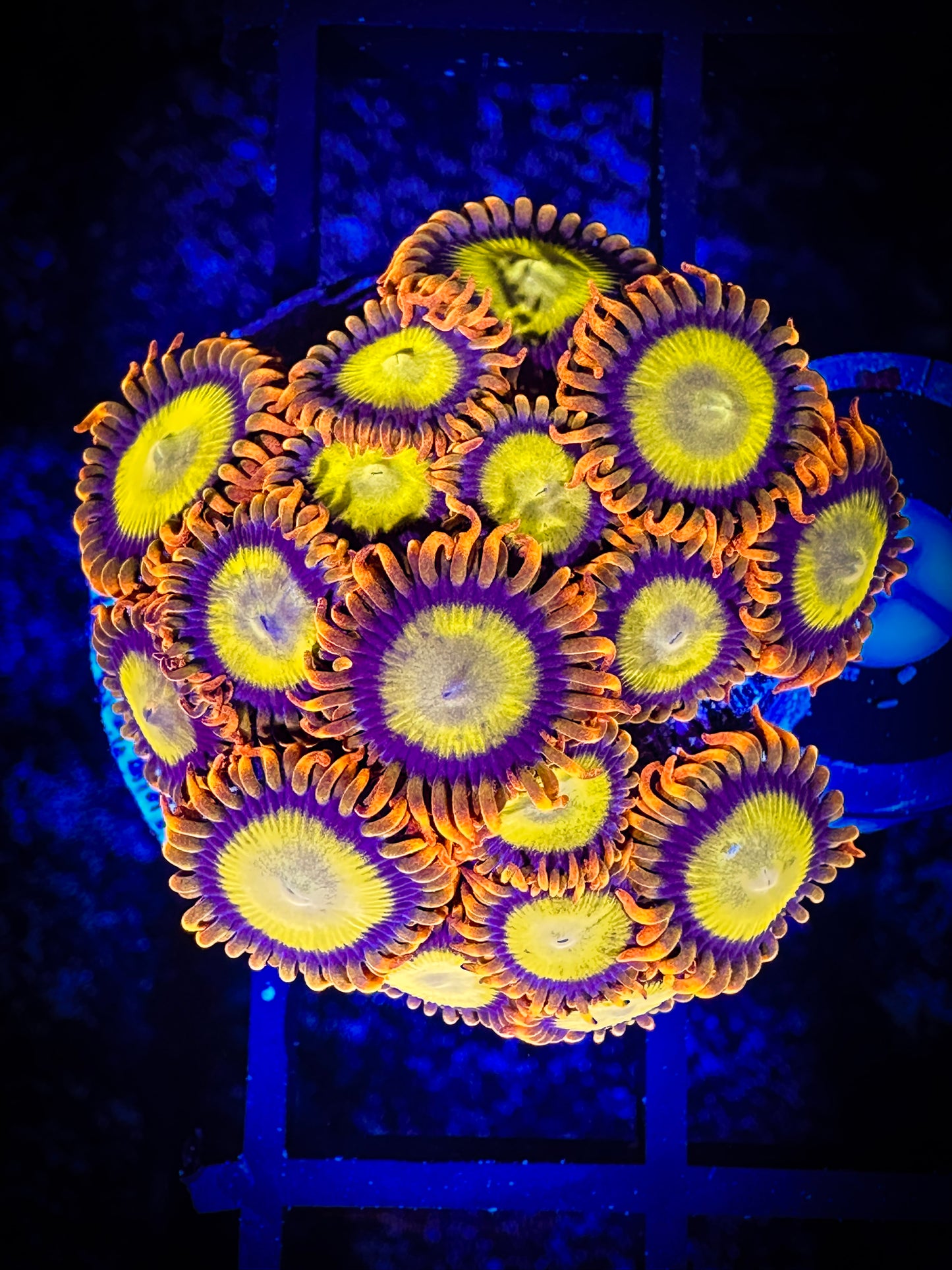 WYSIWYG Mandarin Oranges Large Frag 08F4