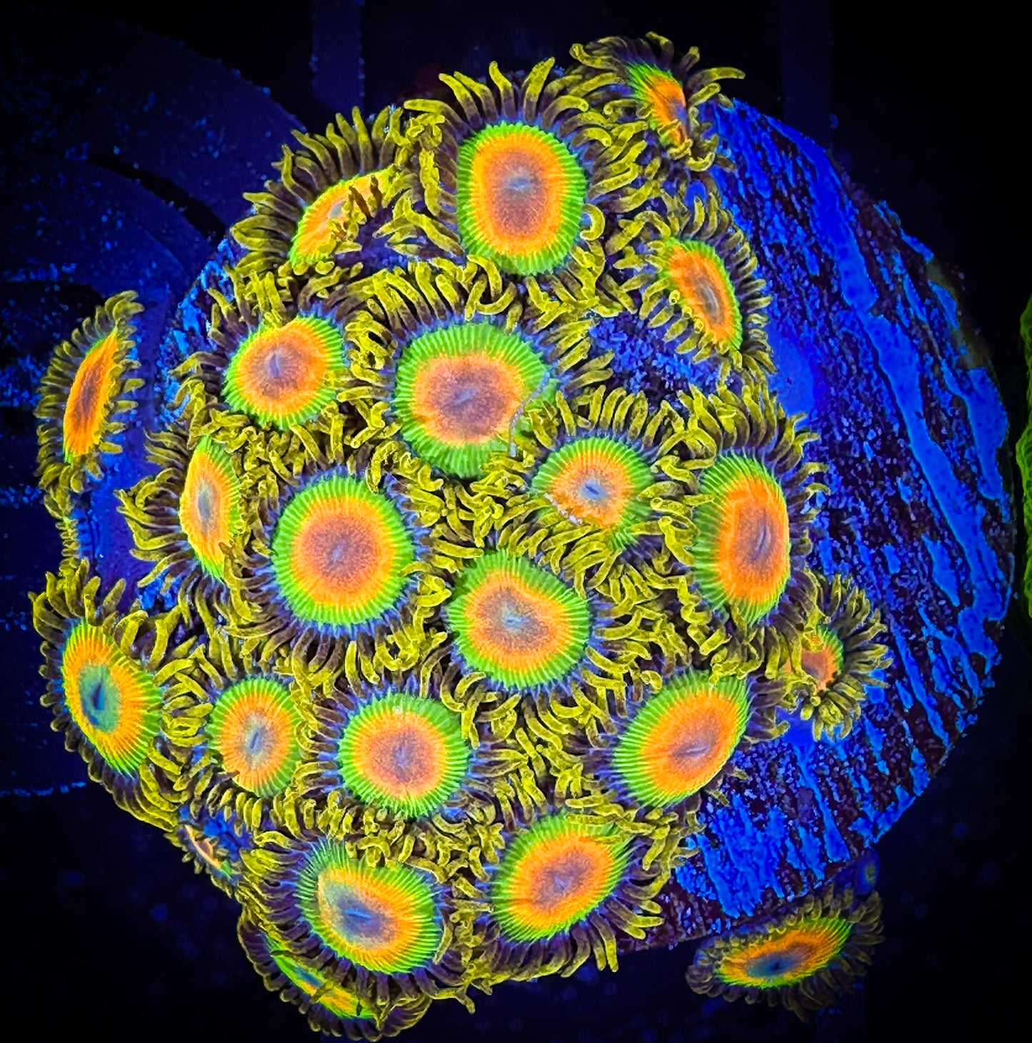 WYSIWYG Rastas Zoanthids Mini Colony 08F4