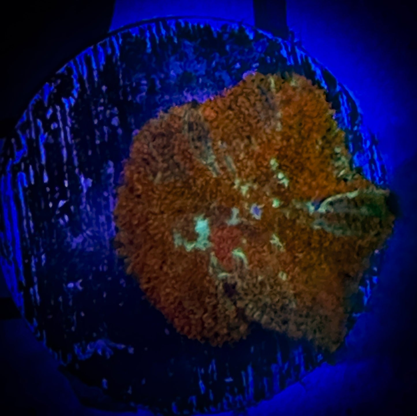 WYSIWYG Forest Fire Mushroom 08F4