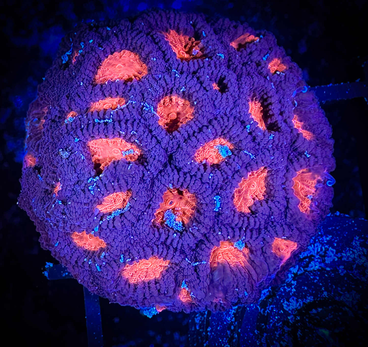 Red Eyed Favia WYSIWYG 02B2