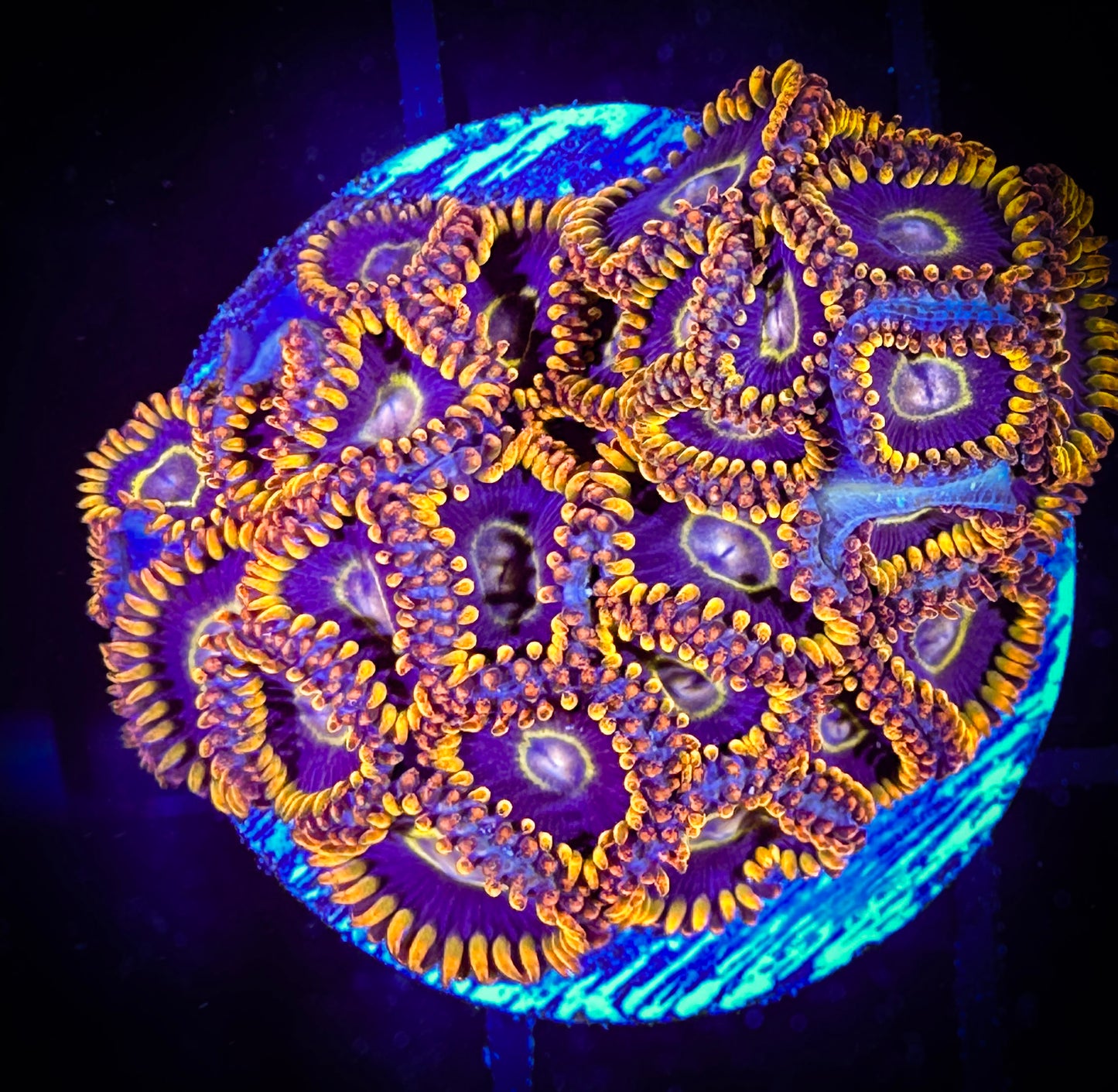 WYSIWYG Rainbow Hornets Zoanthids Colony 09A2