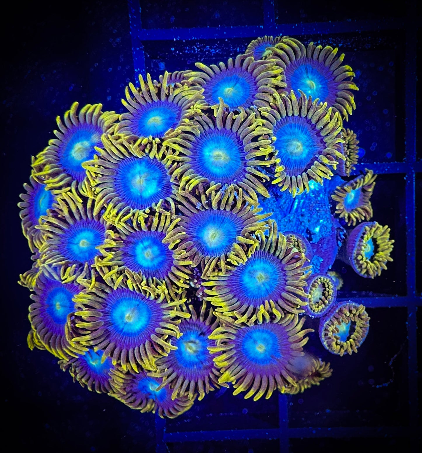 WYSIWYG Smurfette Zoanthids Colony 09A3