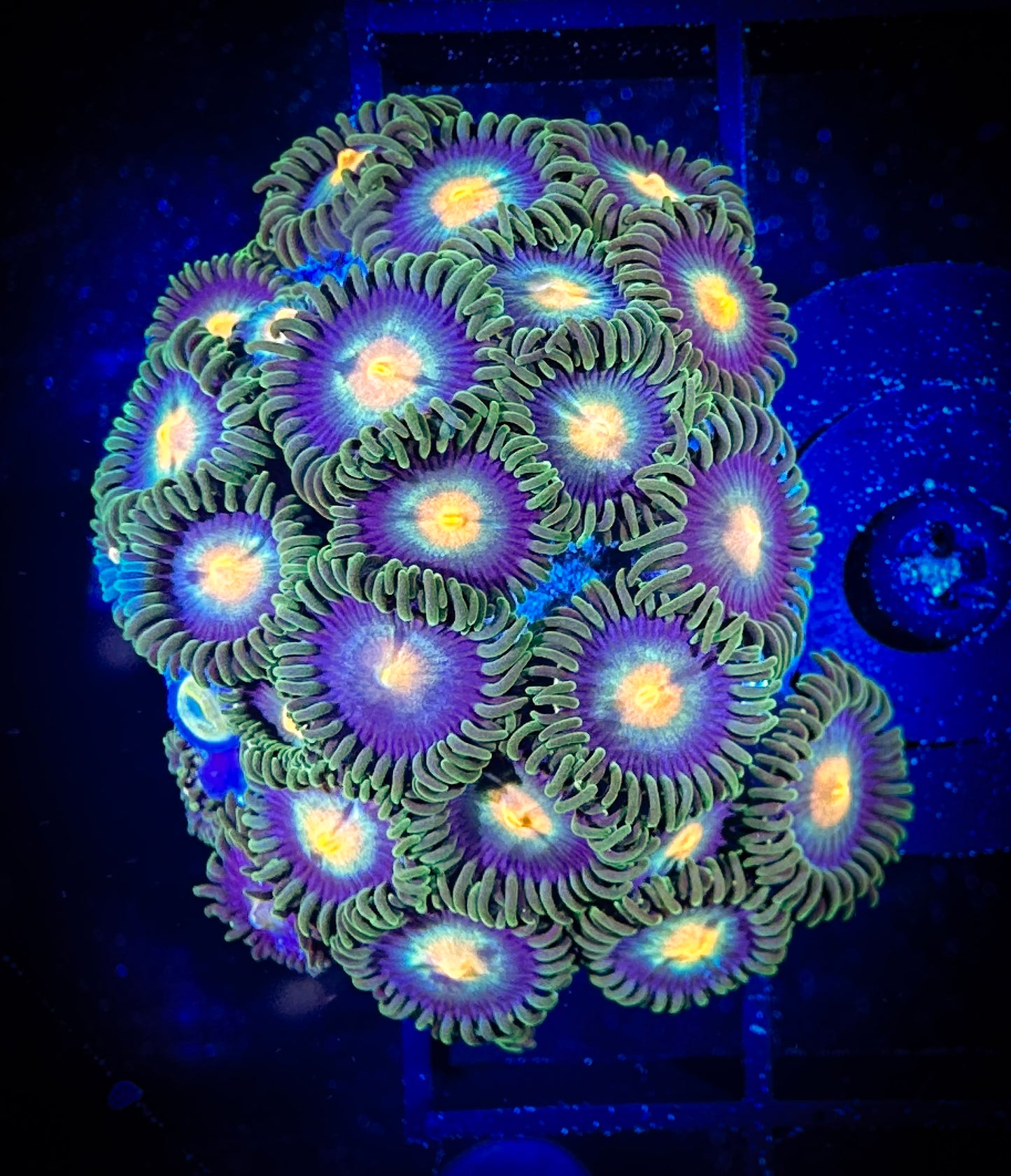 WYSIWYG Purple Yurple Zonathids 09A4