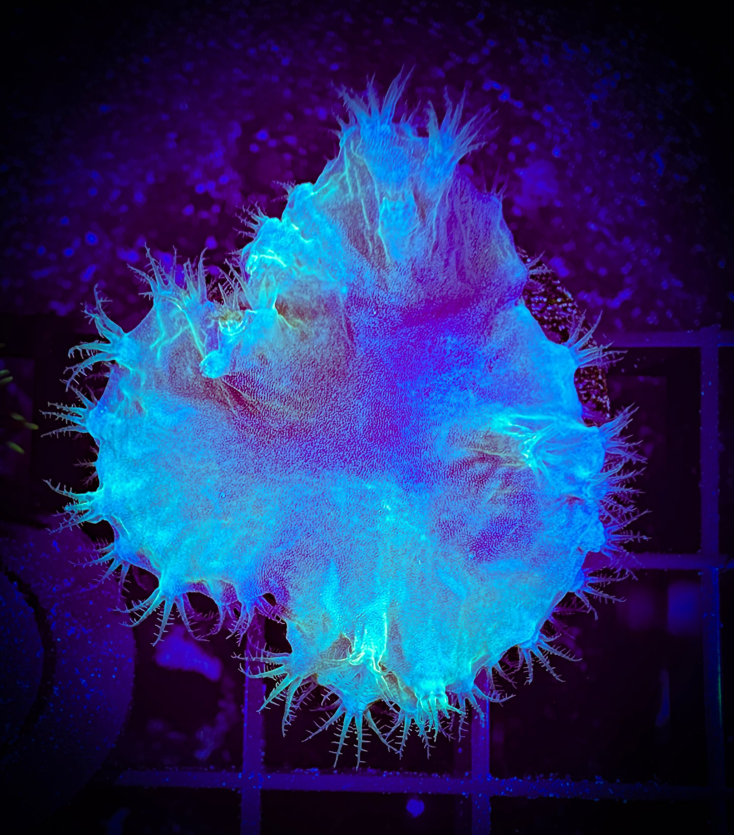 Green Cabbage Coral