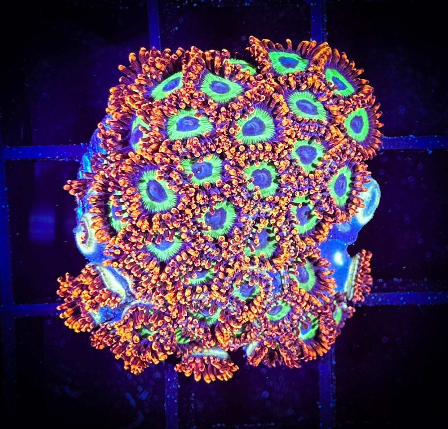 WYSIWYG Emeralds on Fire Zoanthids Colony 09B2