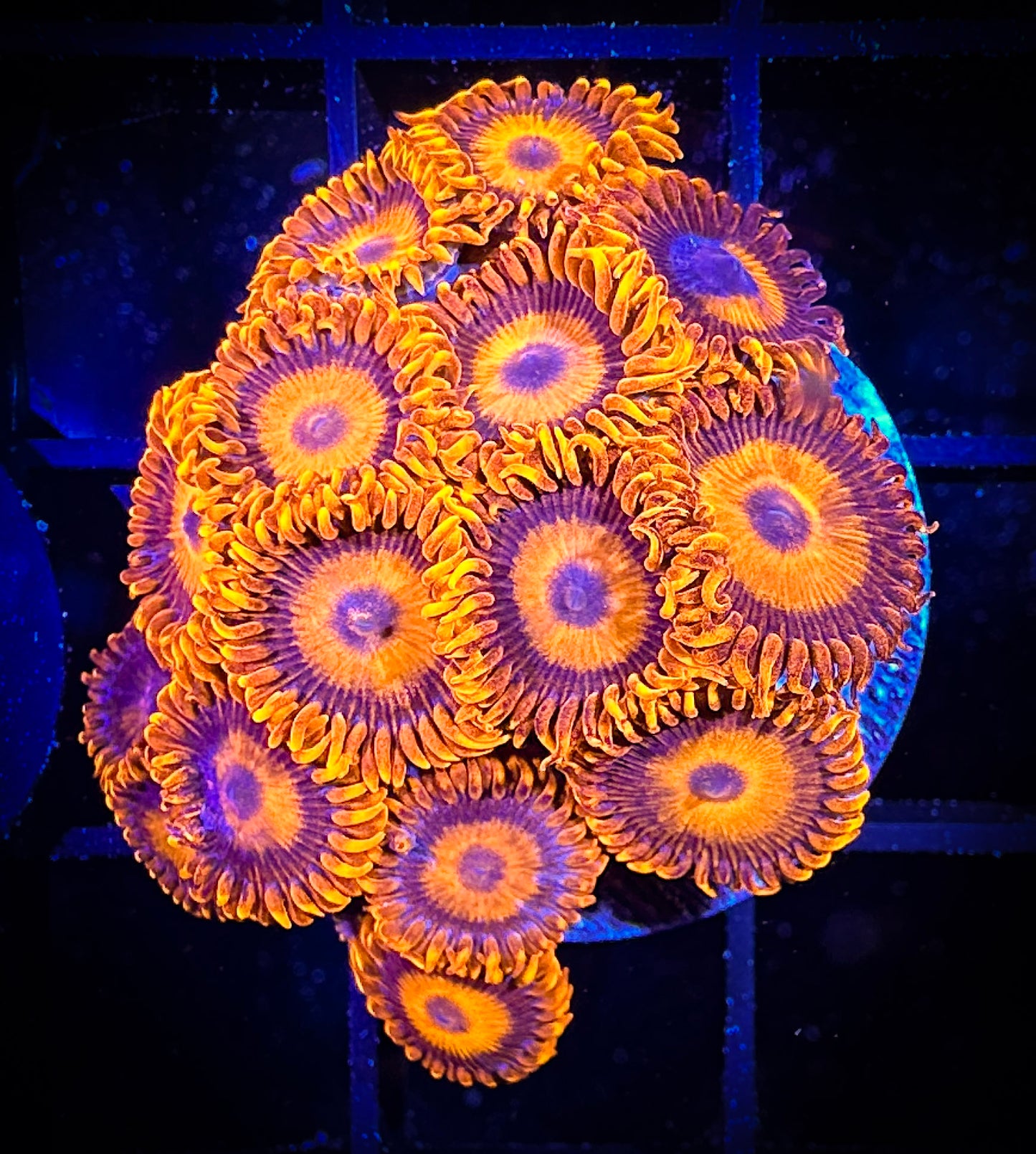 WYSIWYG CB Orange Hornets AKA Oxides Large Frag 09B4