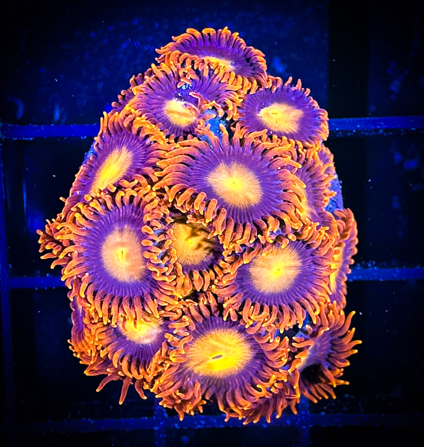 WYSIWYG Angry Birds Mini Colony 09C1