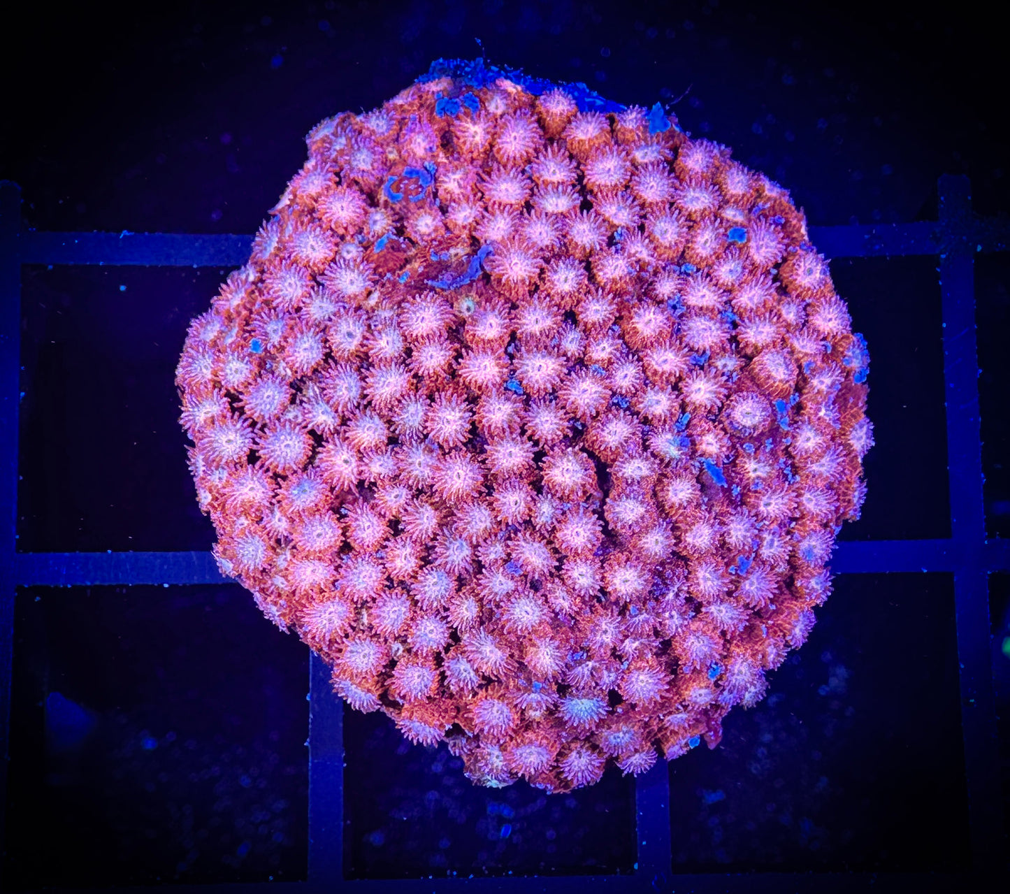 WYSIWYG WWC Peppermint Cypastrea 09C1
