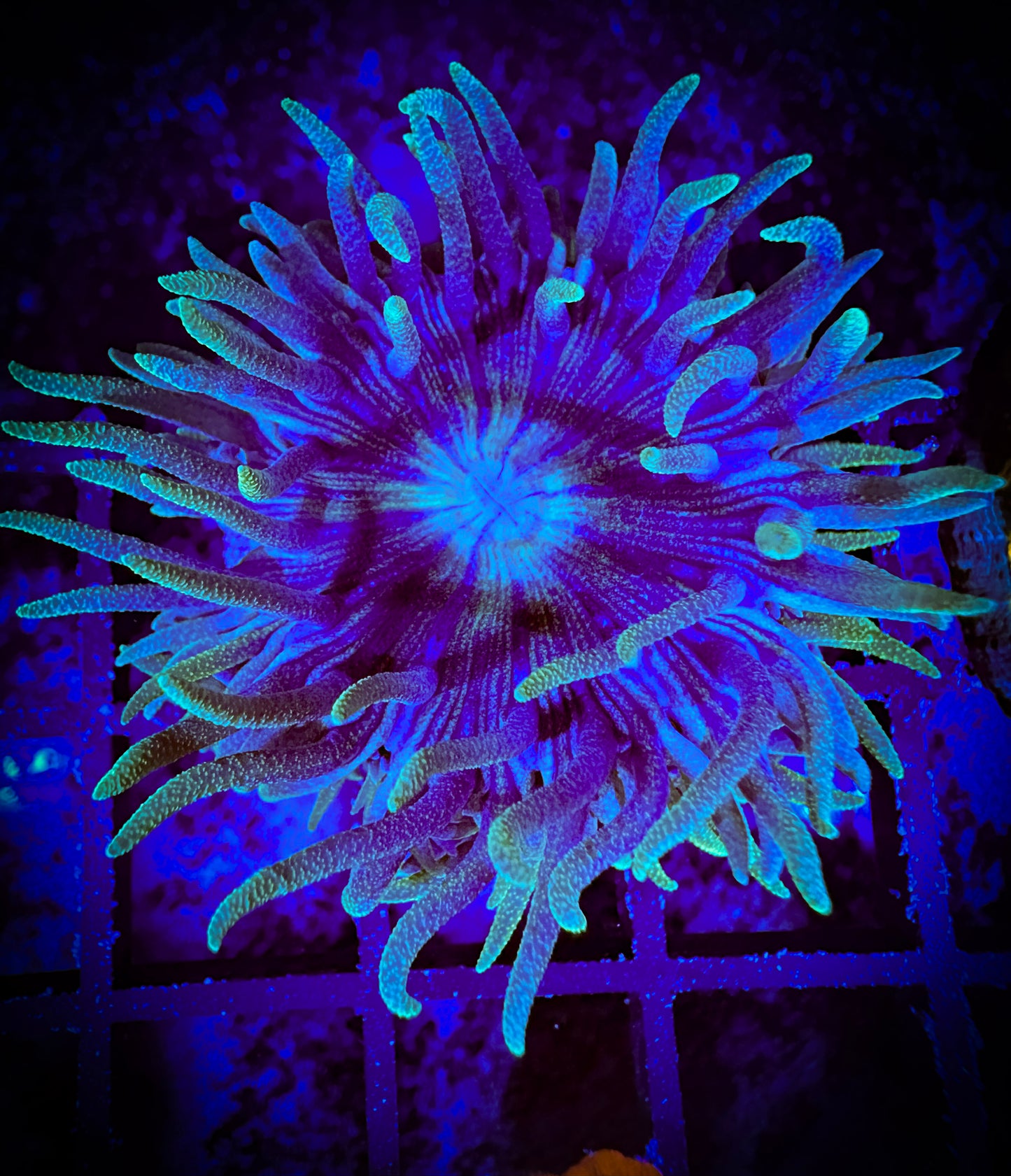 WYSIWYG Blue Dunkin Coral 11E3