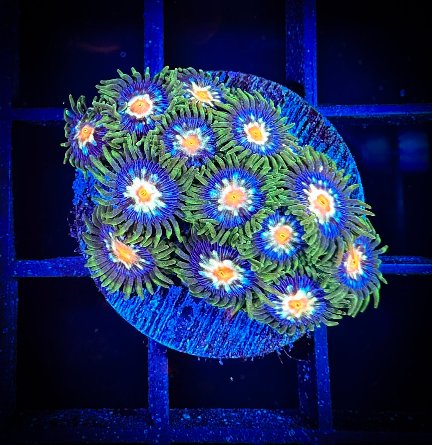 WYSIWYG JF Stargazer Zoanthids Large Frag 09C2