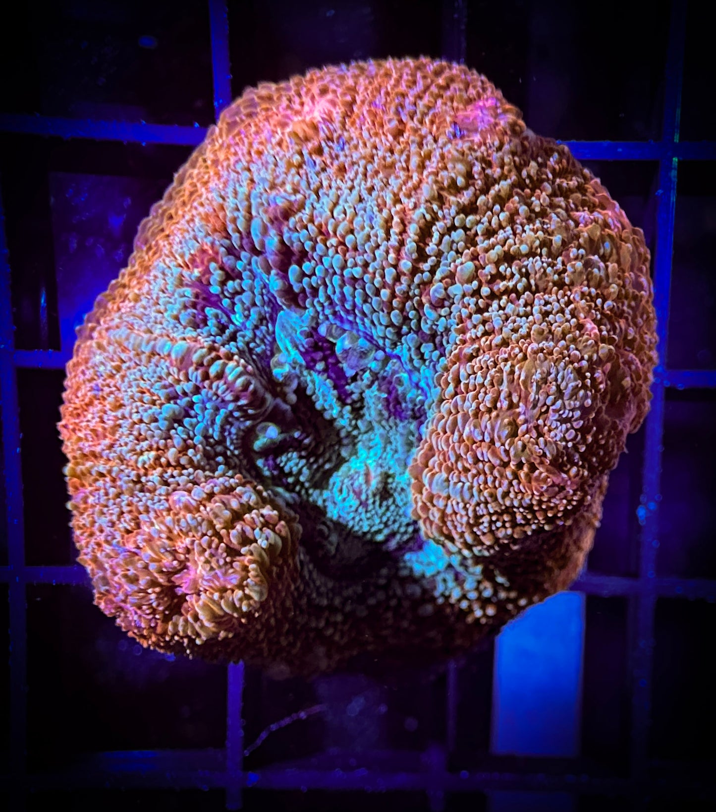 WYSIWYG Beautiful Acan Bowerbanki 09C4