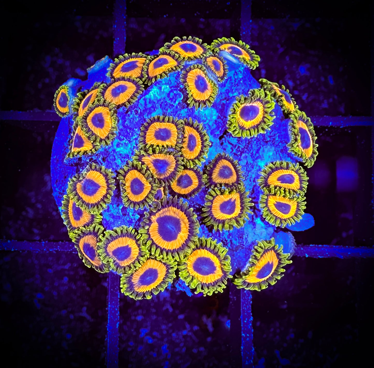 WYSIWYG JF Jungle Juice Zoanthids 01C1