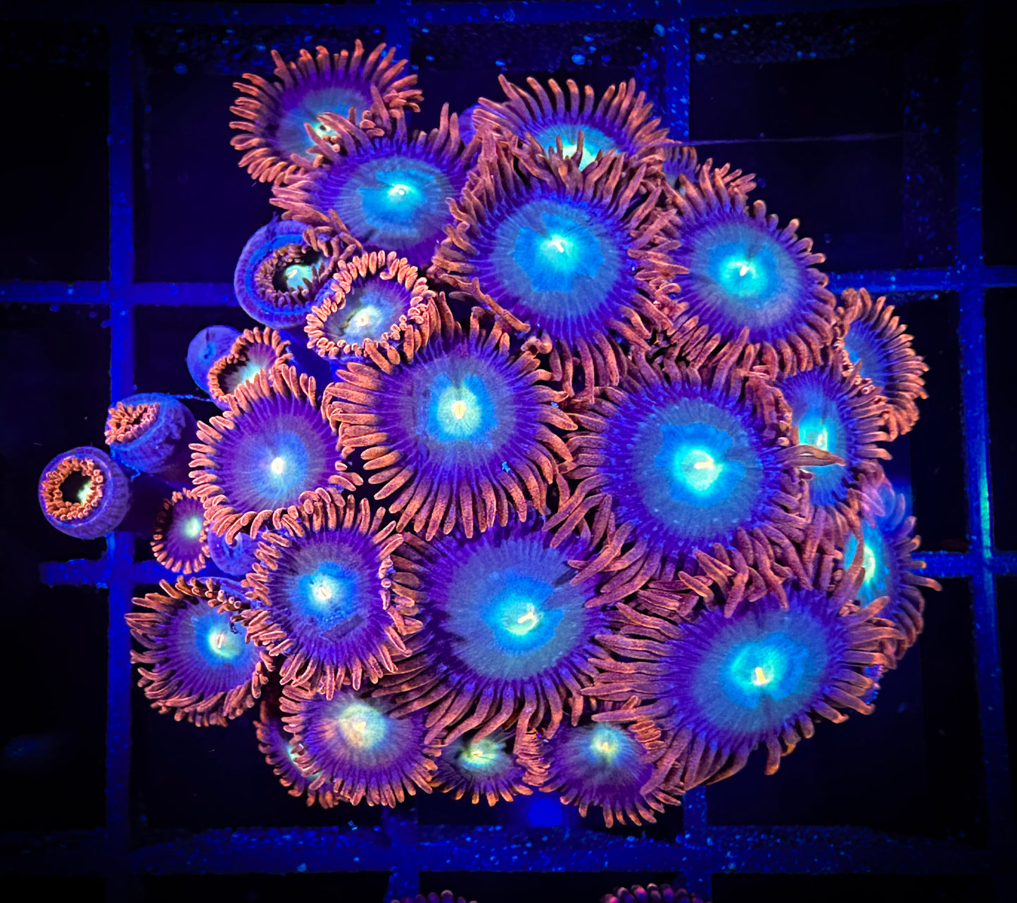 WYSIWYG CB Punk Rockers Zoanthids Colony 09D2