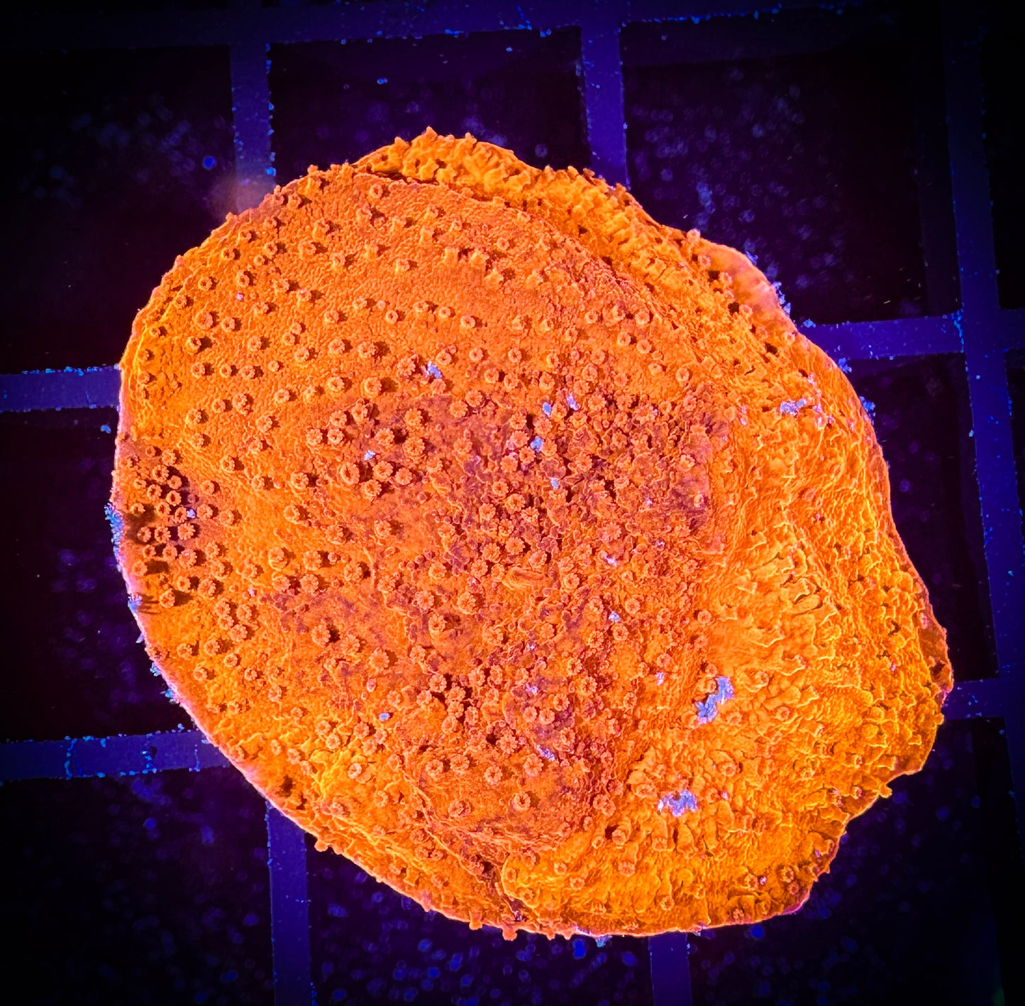 WYSIWYG Bright Orange Monticap 09D4