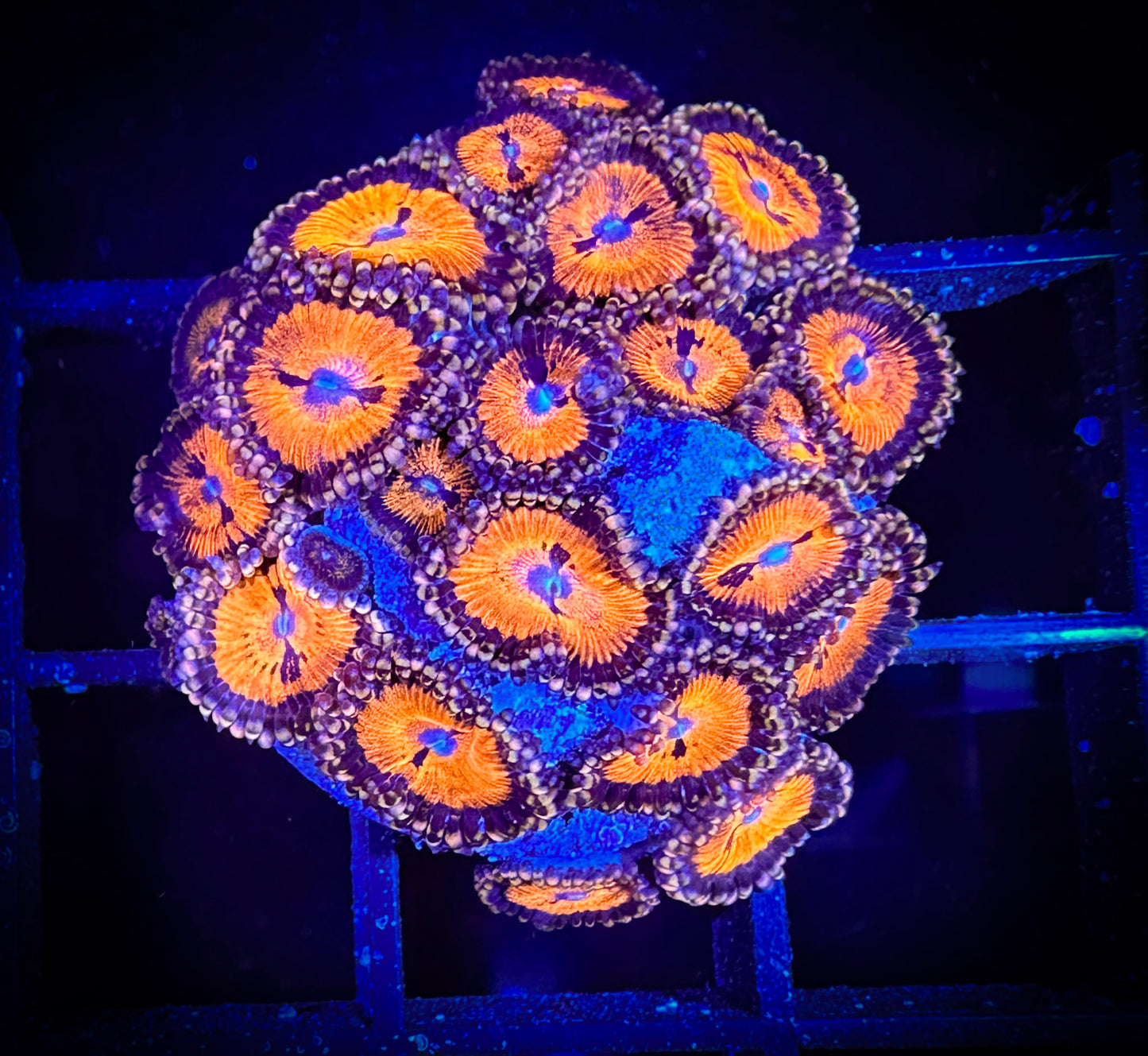 WYSIWYG WWC Bloodsuckers AKA Date Night Zoanthids 02A1