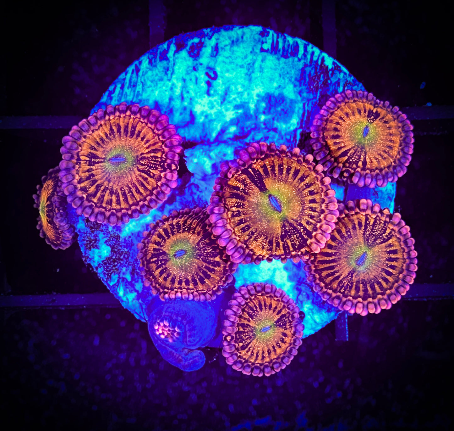 WYSIWYG Pixie Dust Zoanthids Frag 01D2