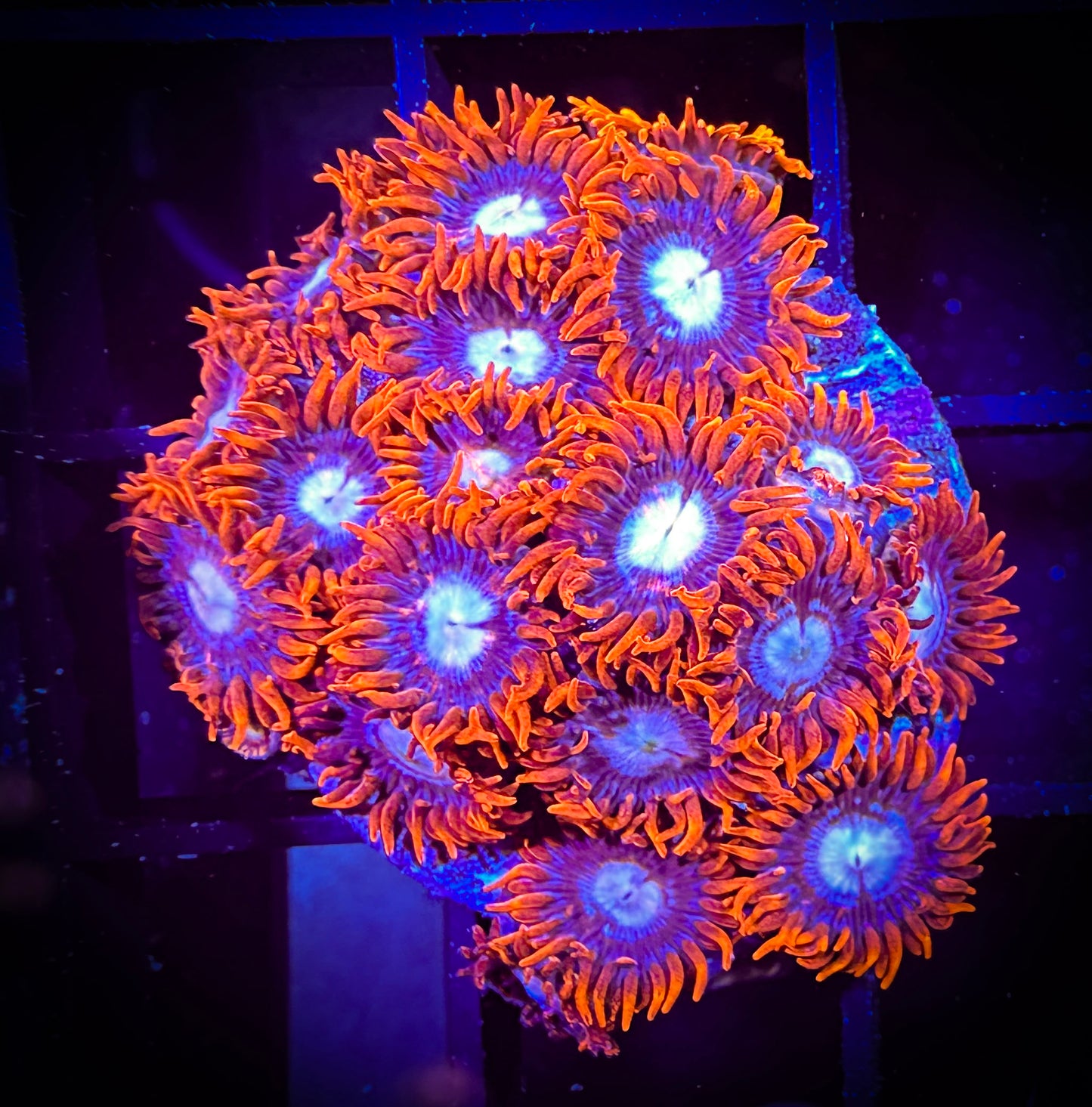 WYSIWYG New Fire and Ice Zoanthids Colony 09D4