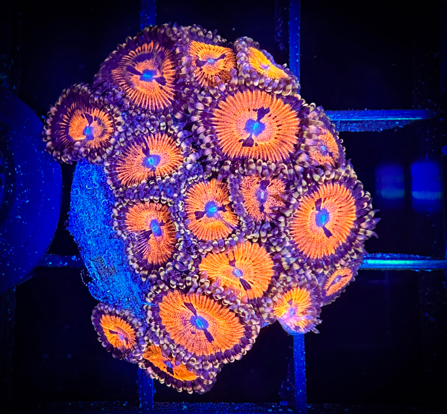 WYSIWYG WWC Bloodsuckers AKA Date Night Zoanthids 01E3