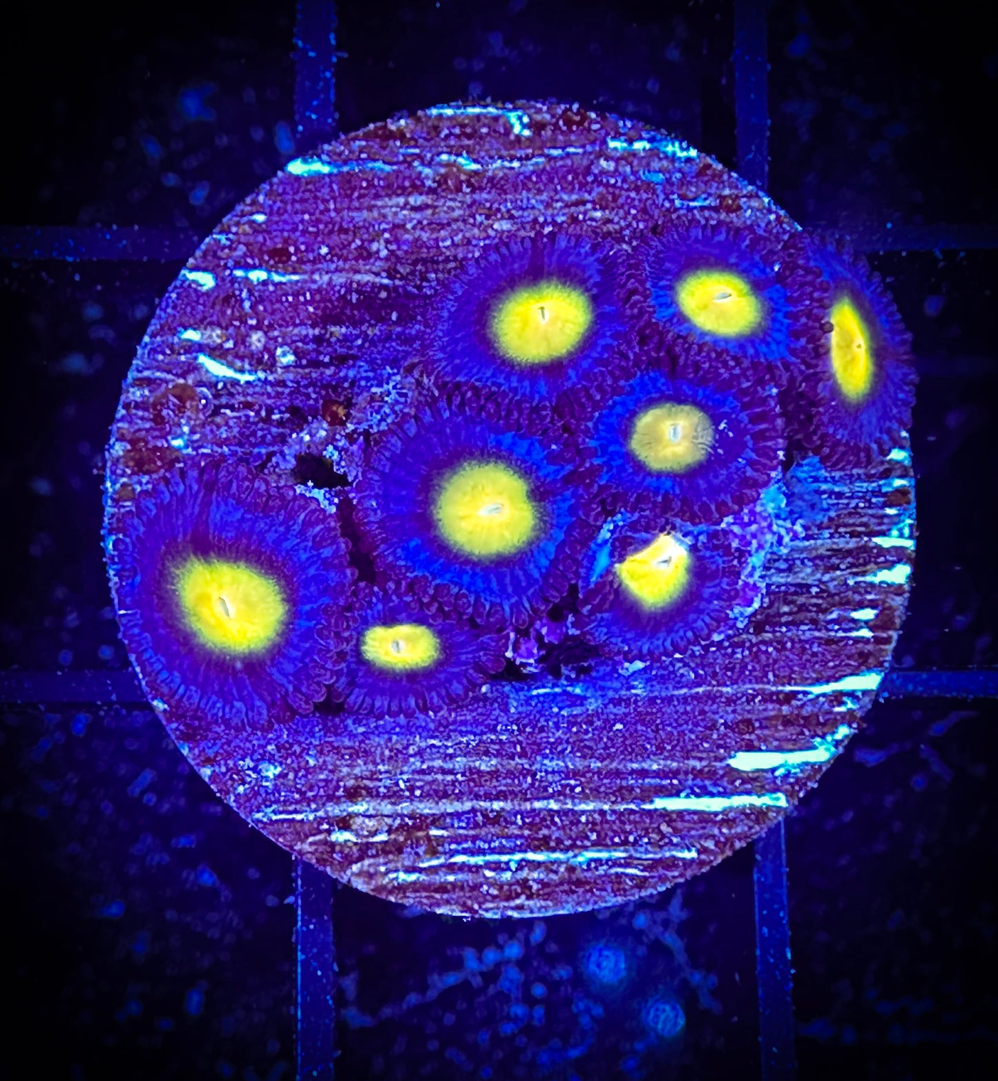 WYSIWYG WWC AOI Zoanthids 01B4