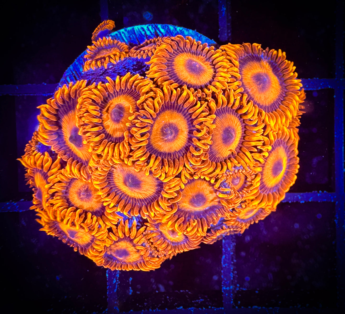 WYSIWYG CB Orange Hornets AKA Oxides Zoanthids Colony 09E2