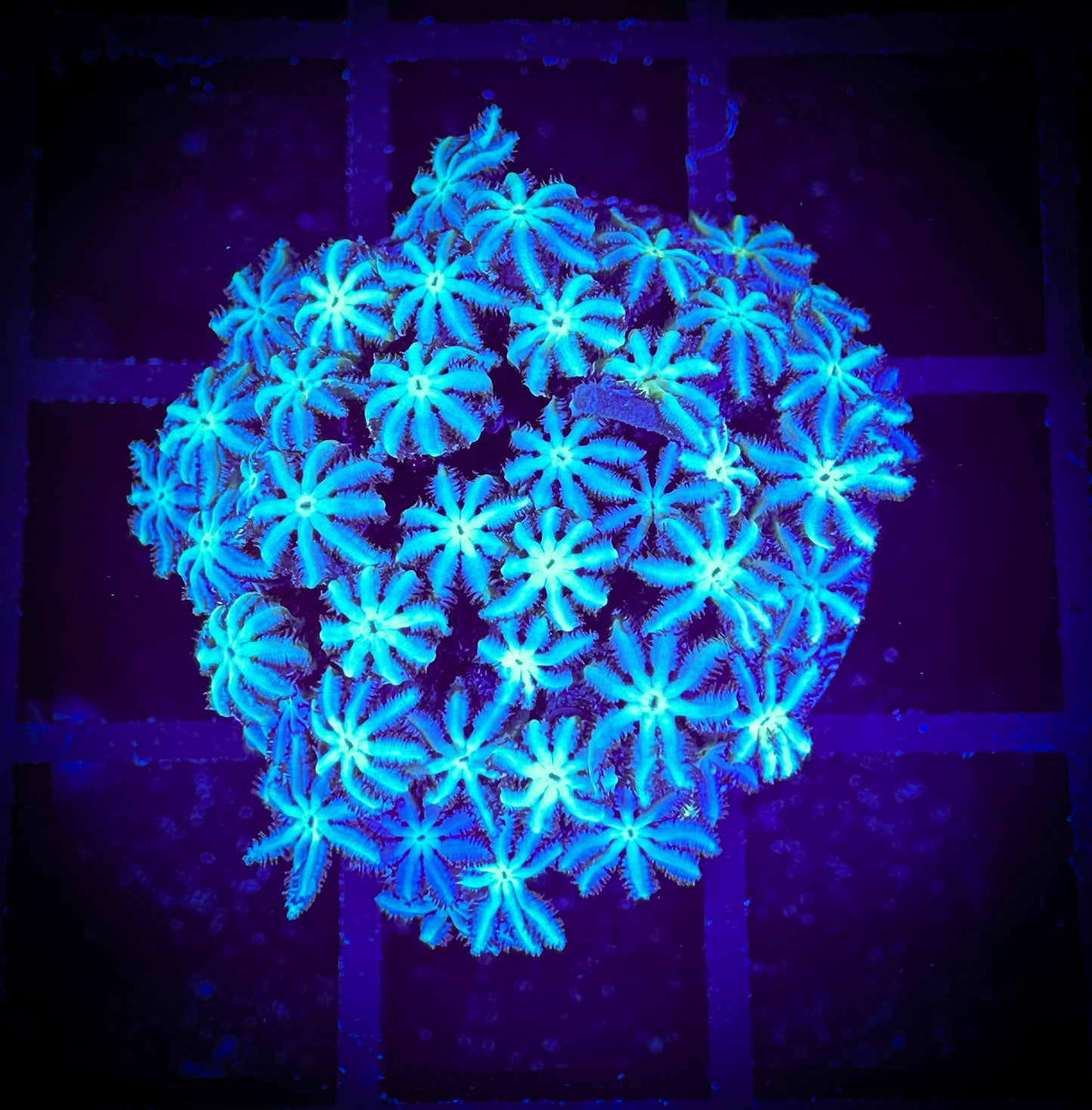 WYSIWYG Light Lavender Pipe Organ Coral 09E3
