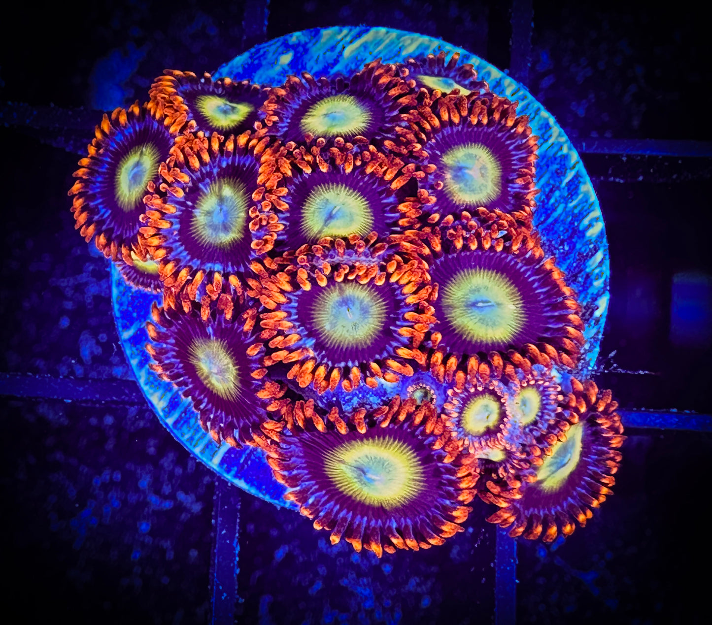 Circus Zoanthids