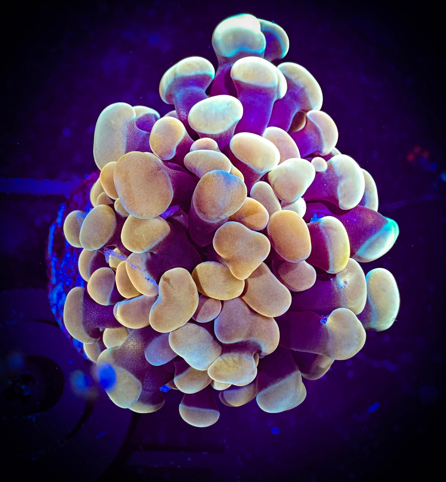 WYSIWYG Gold Branching Hammer Coral 09F1