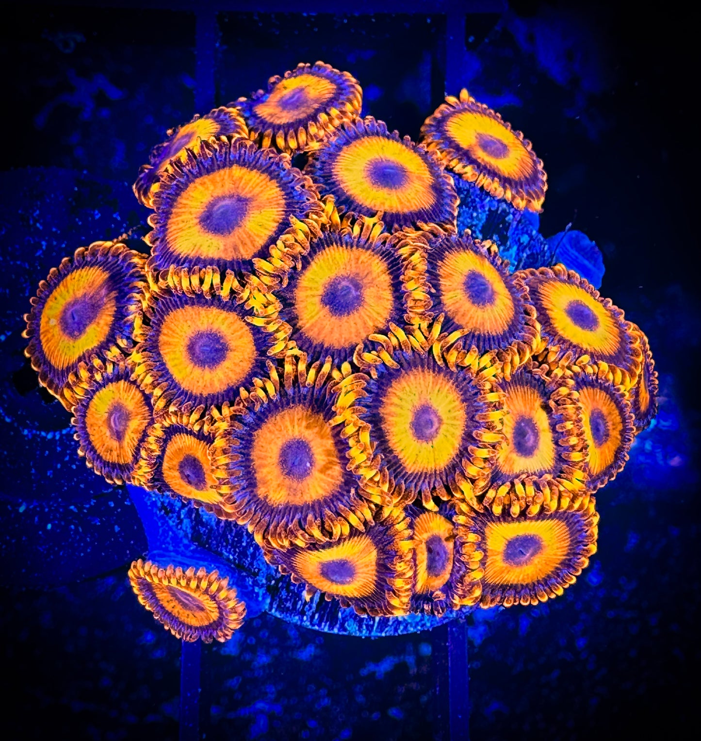 WYSIWYG CB Orange Hornets AKA Oxides Zoanthids Large Frag 01E4