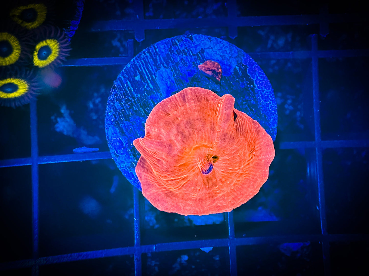Iron Man Discosoma Mushroom