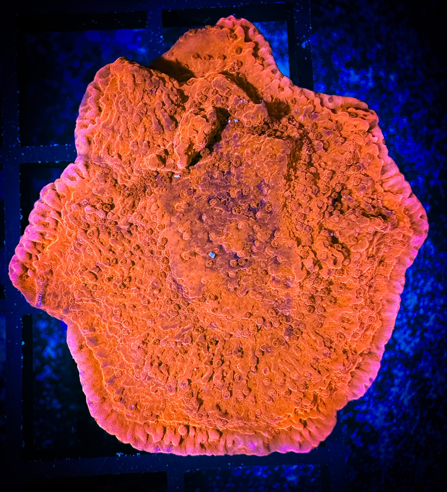 WYSIWYG Red Monticap 06F4