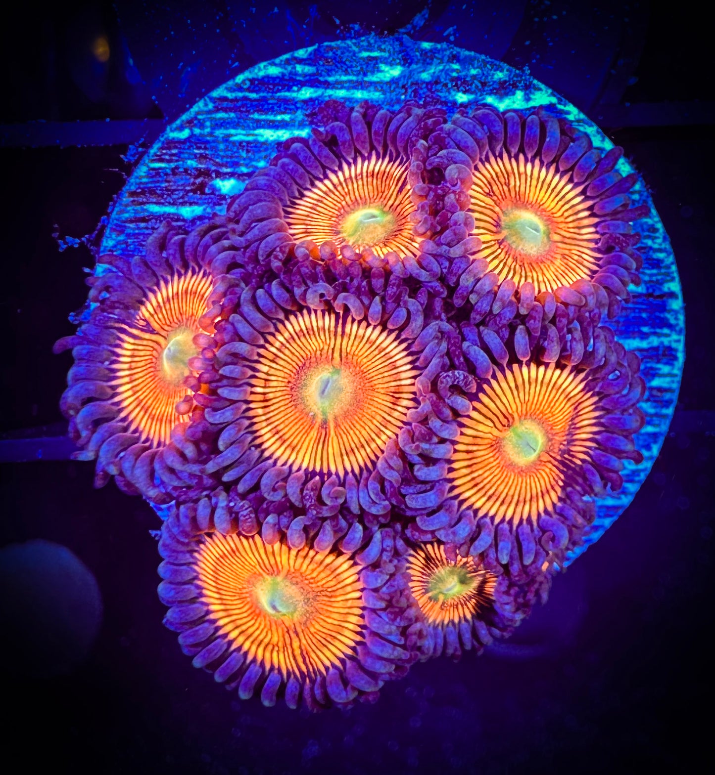 WYSIWYG New Gobstopper Zoanthids 09F4