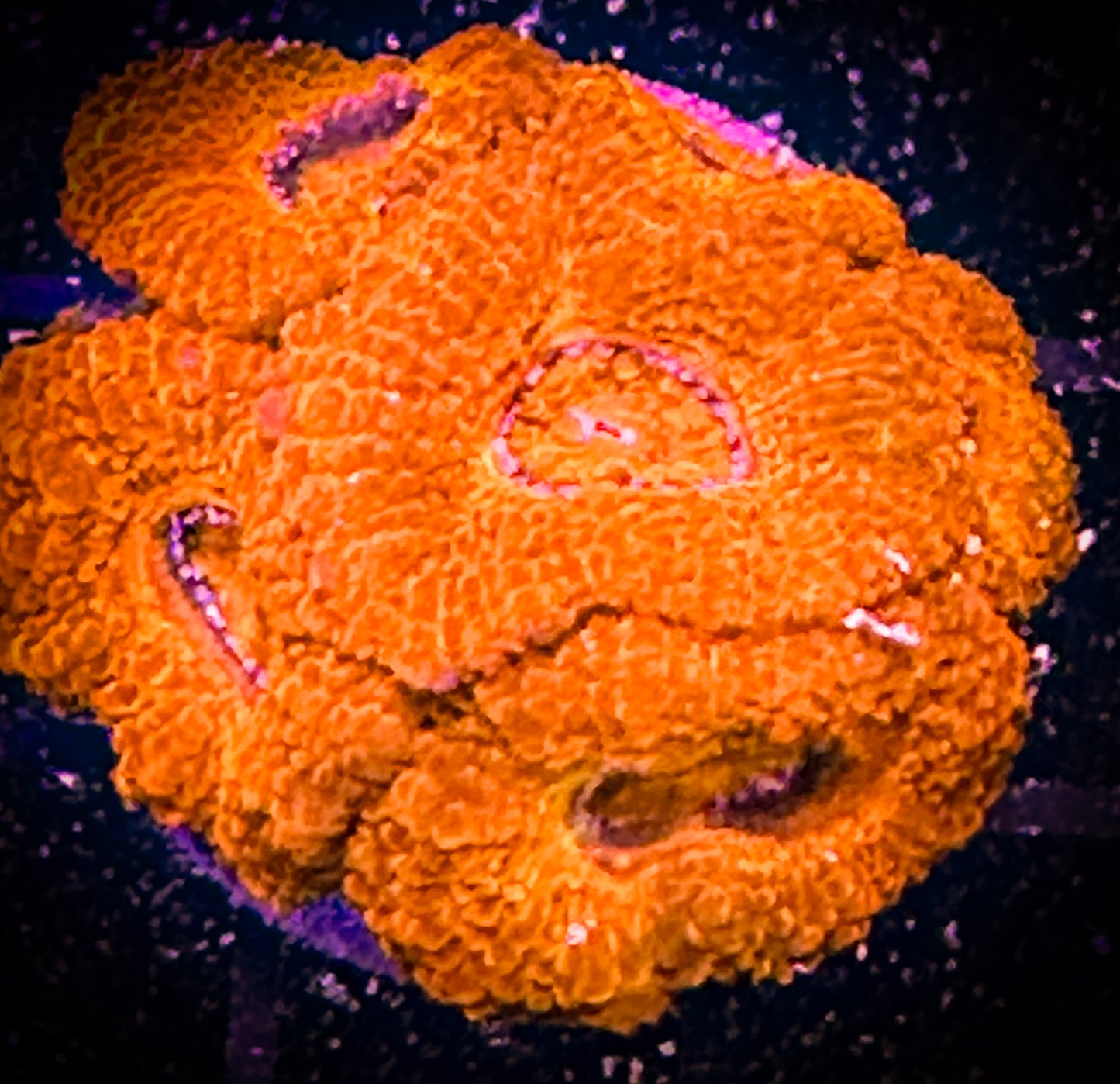 WYSIWYG Ultra Acan (Micromussa) 19E1