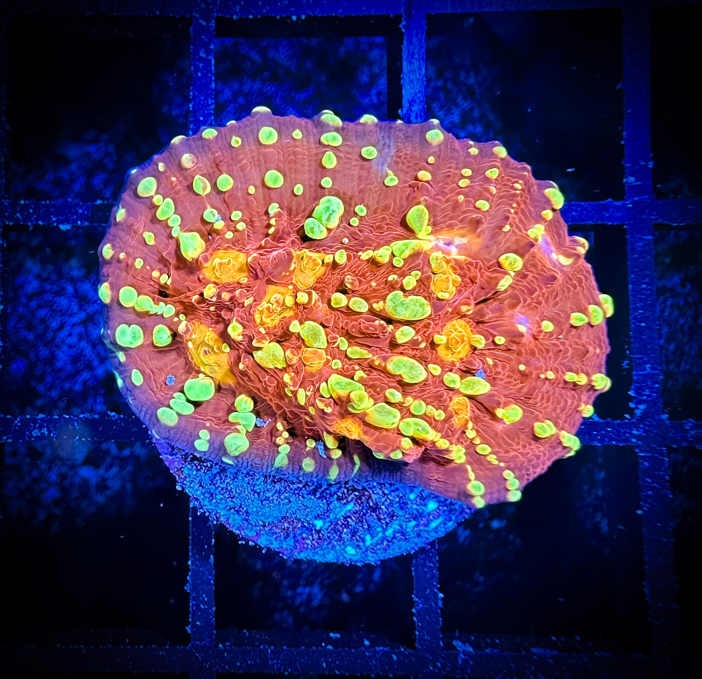 GC Protostar Chalice