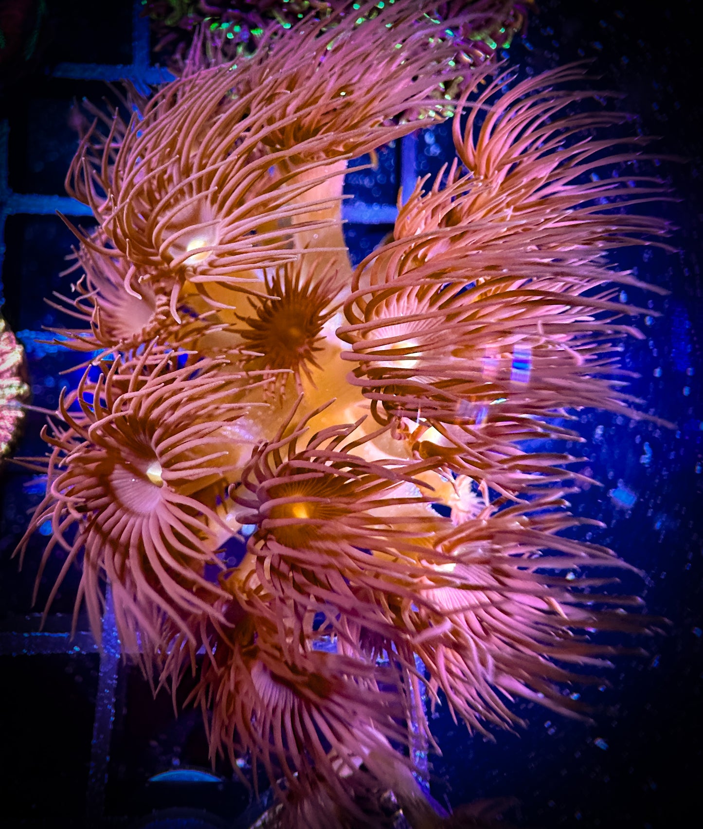 WYSIWYG Yellow Parazoanthus Polyps 15D3